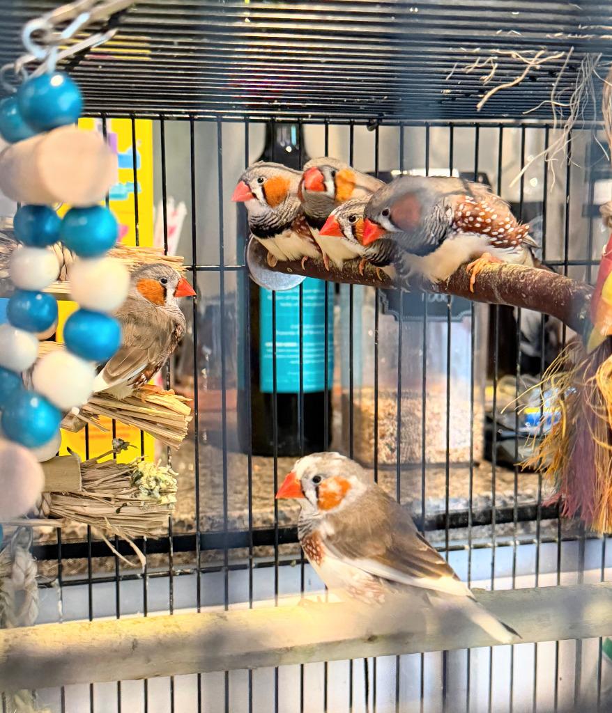 Zeeb, a Adoptable Finch in Ballwin, MO image 3/5