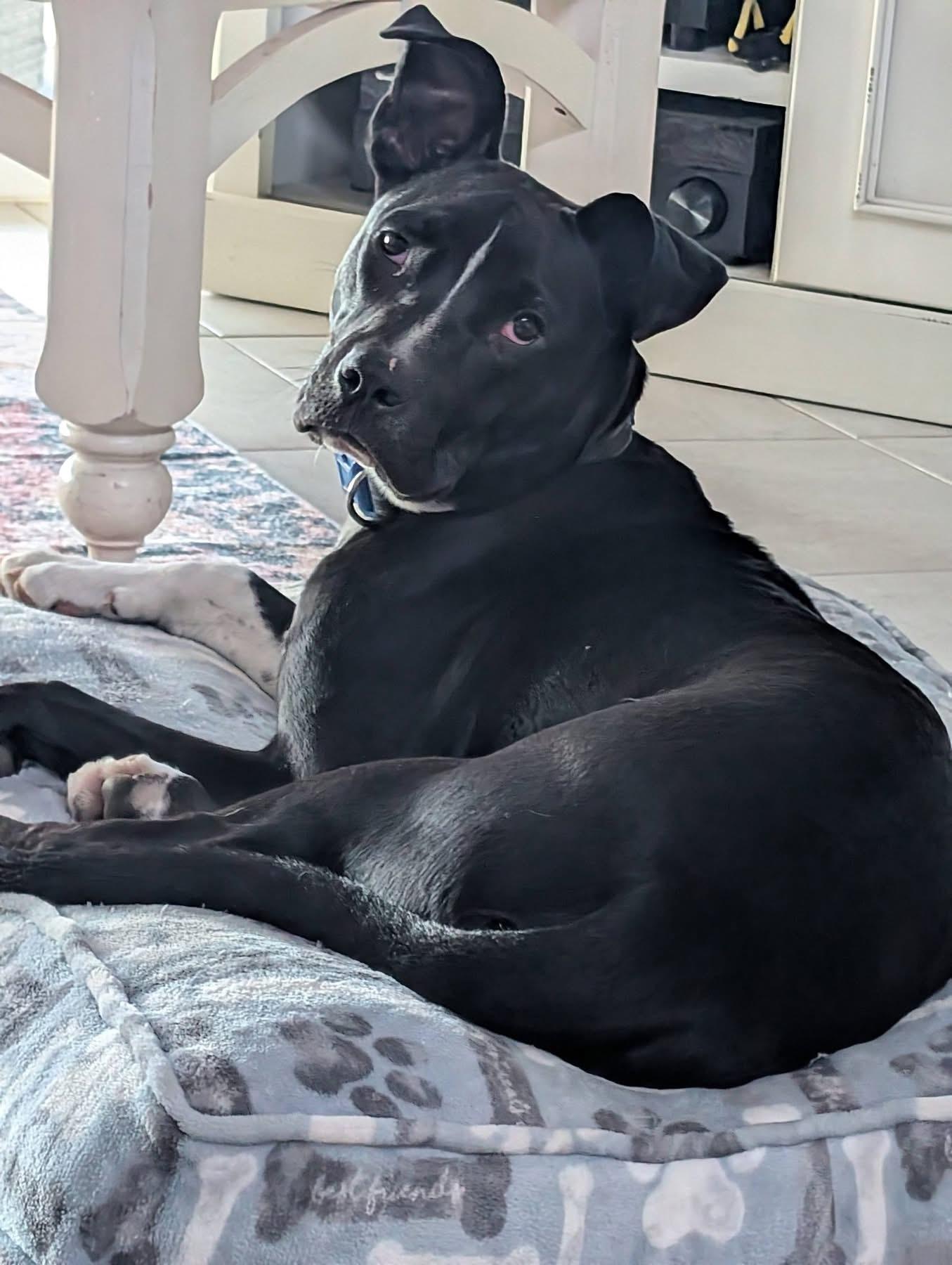 Enlarge Bennett, an adopted mixed breed in Pensacola, FL image 2/4