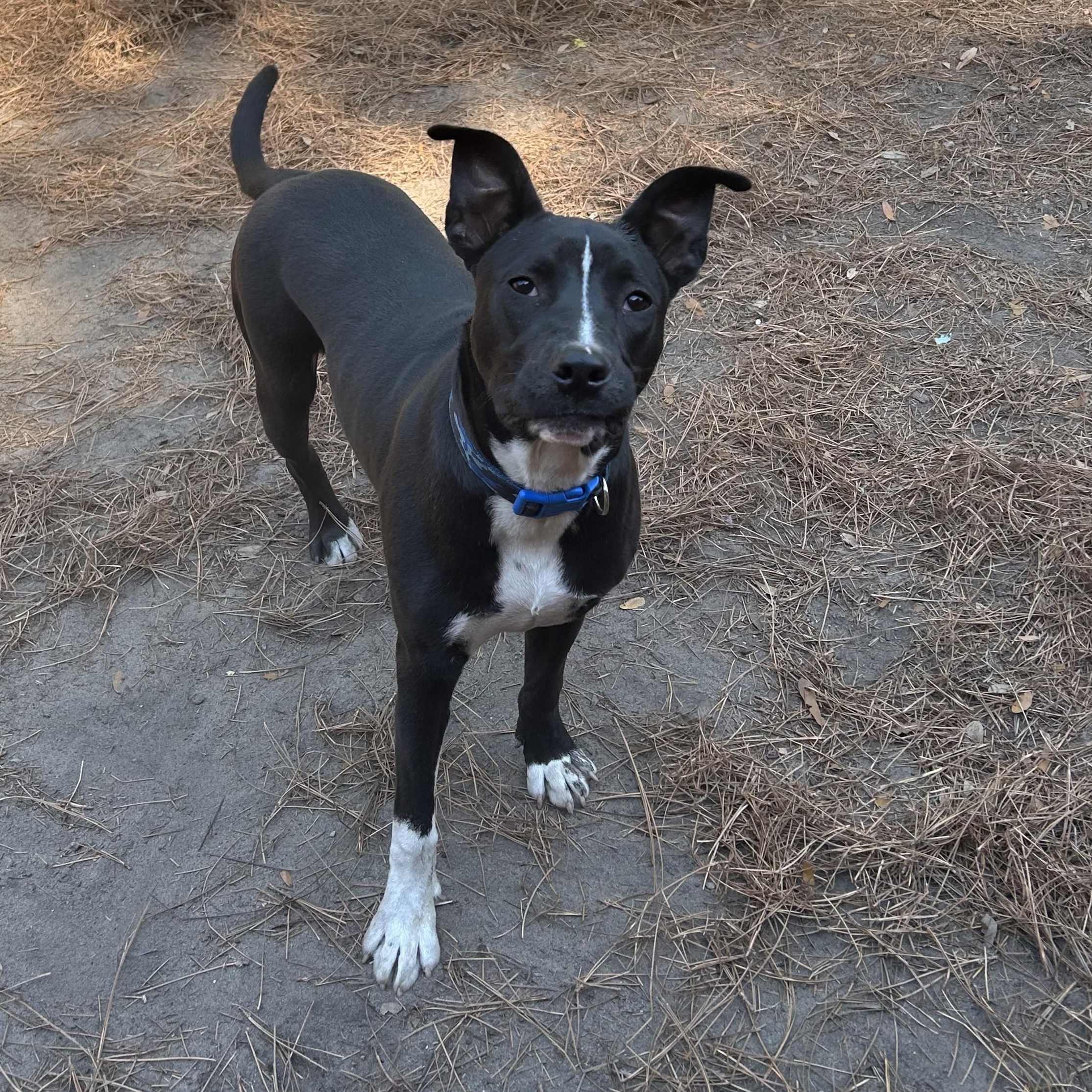 Enlarge Bennett, an adopted mixed breed in Pensacola, FL image 1/4
