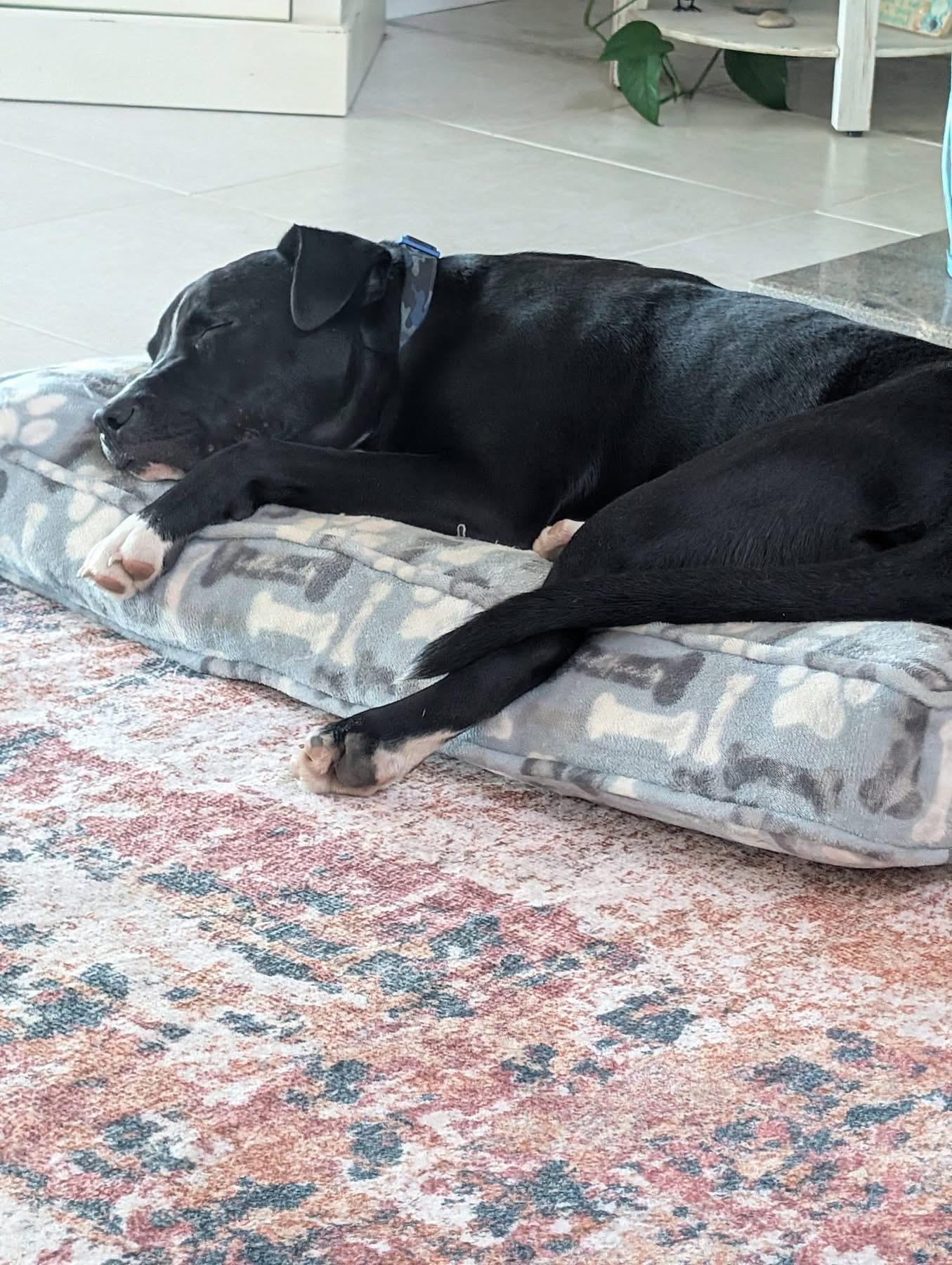 Enlarge Bennett, an adopted mixed breed in Pensacola, FL image 3/4