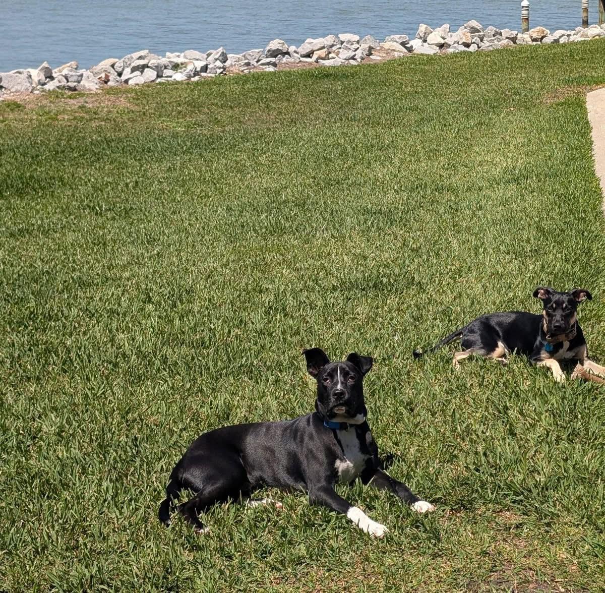 Enlarge Bennett, an adopted mixed breed in Pensacola, FL image 4/4