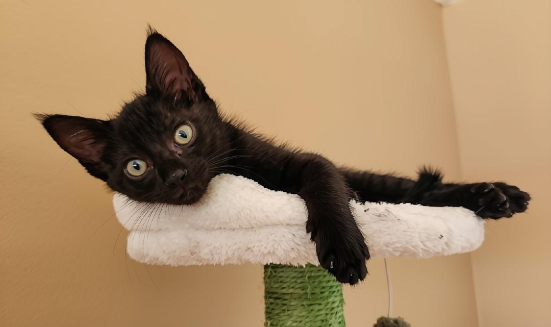 Eclipse - bonded to mama Tuxie, a Adoptable mixed breed in Mt View, CA image 2/6