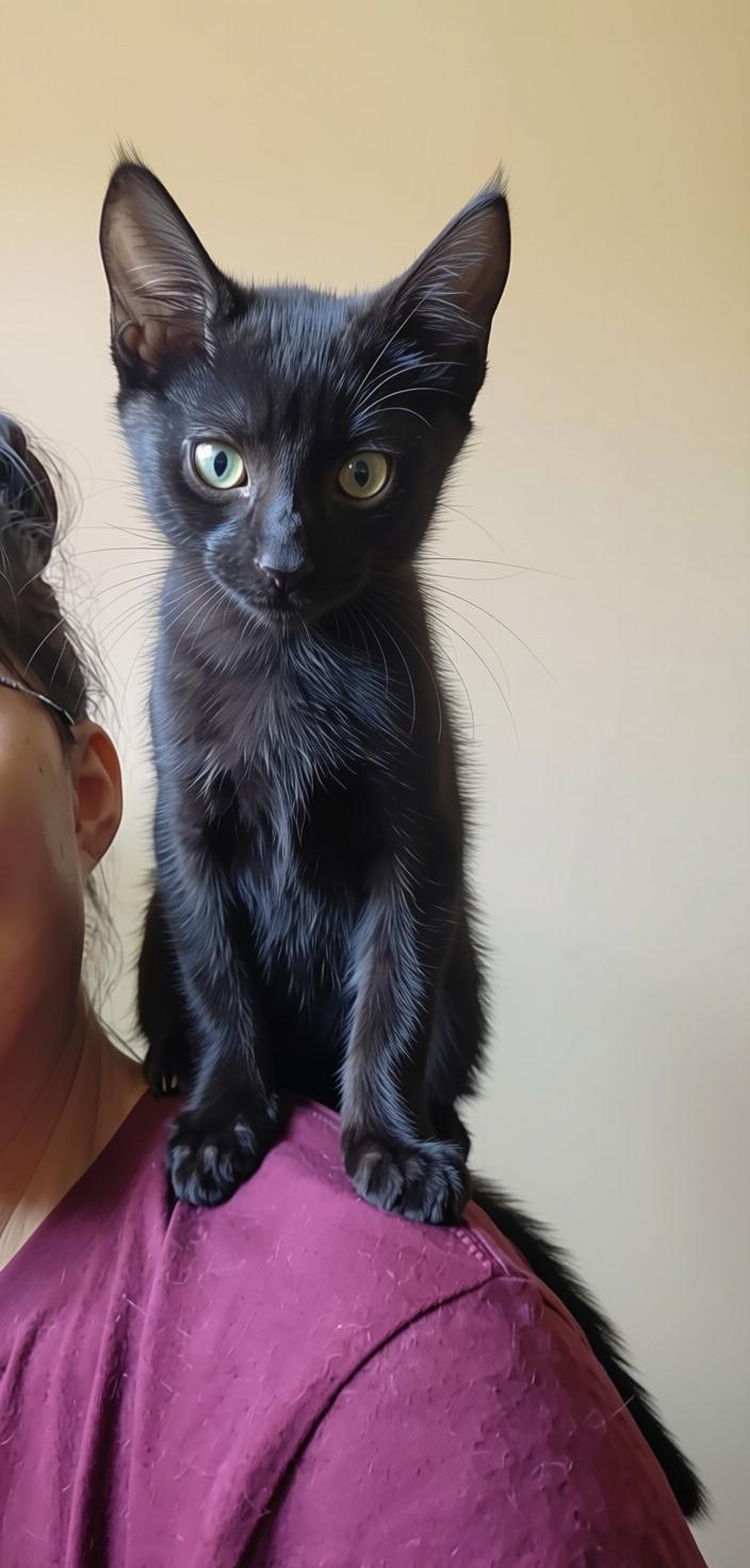 Enlarge Eclipse - bonded with mama Tuxie, a Adoptable mixed breed in sunnyvale, CA image 3/6