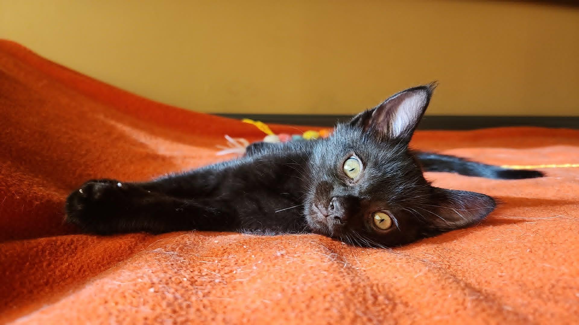 Eclipse - bonded to mama Tuxie, a Adoptable mixed breed in Mt View, CA image 4/6