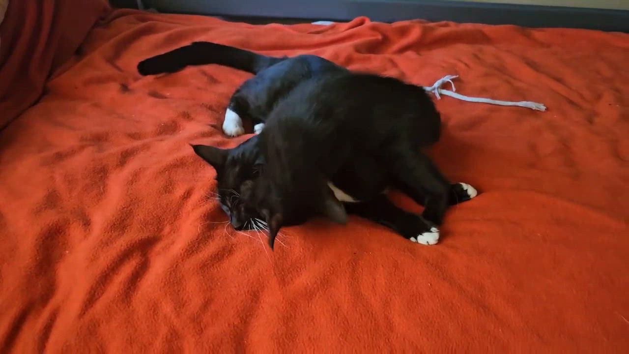 Enlarge Eclipse - bonded to mama Tuxie, a Adoptable mixed breed in Mt View, CA video 6/6