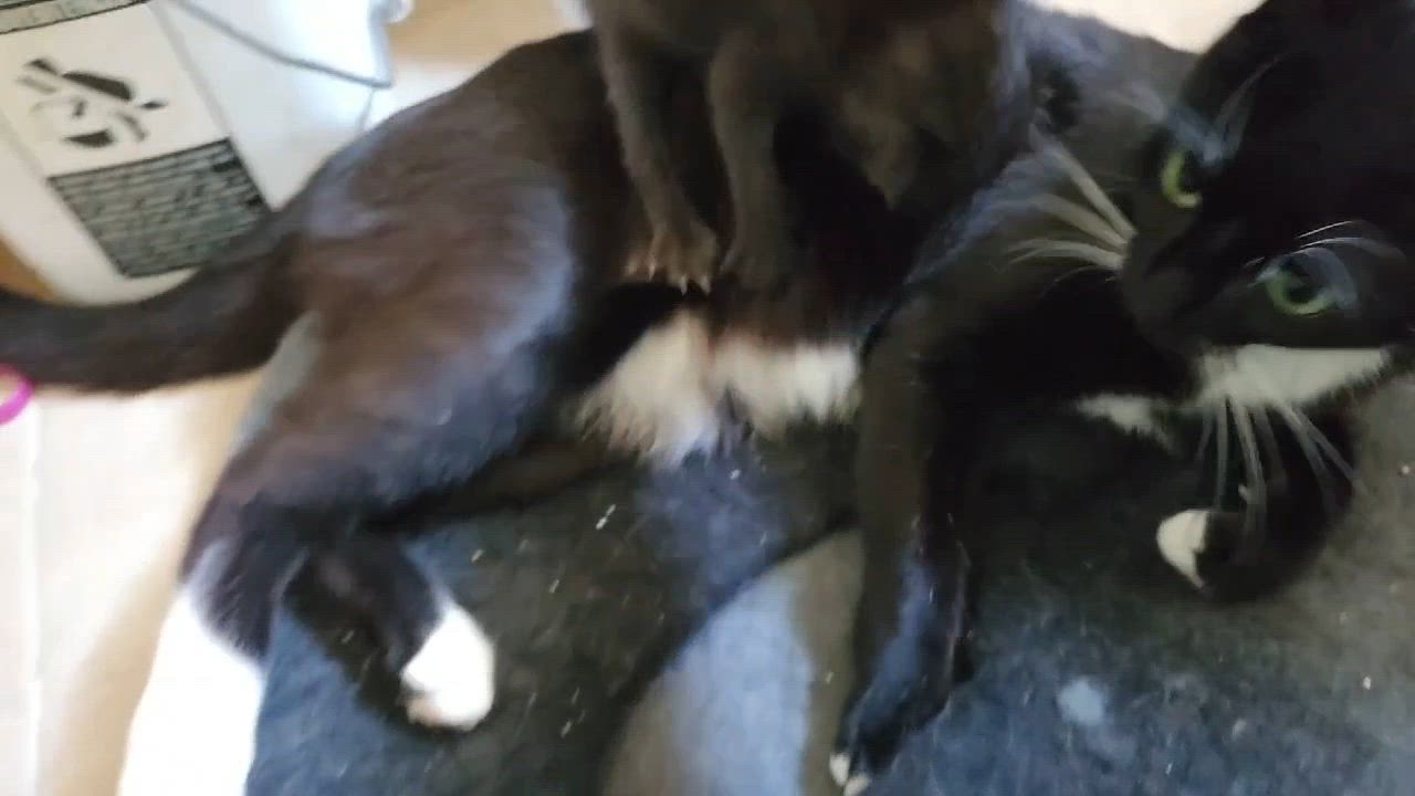 Enlarge Eclipse, a Adoptable mixed breed in santa clara, CA video 6/6