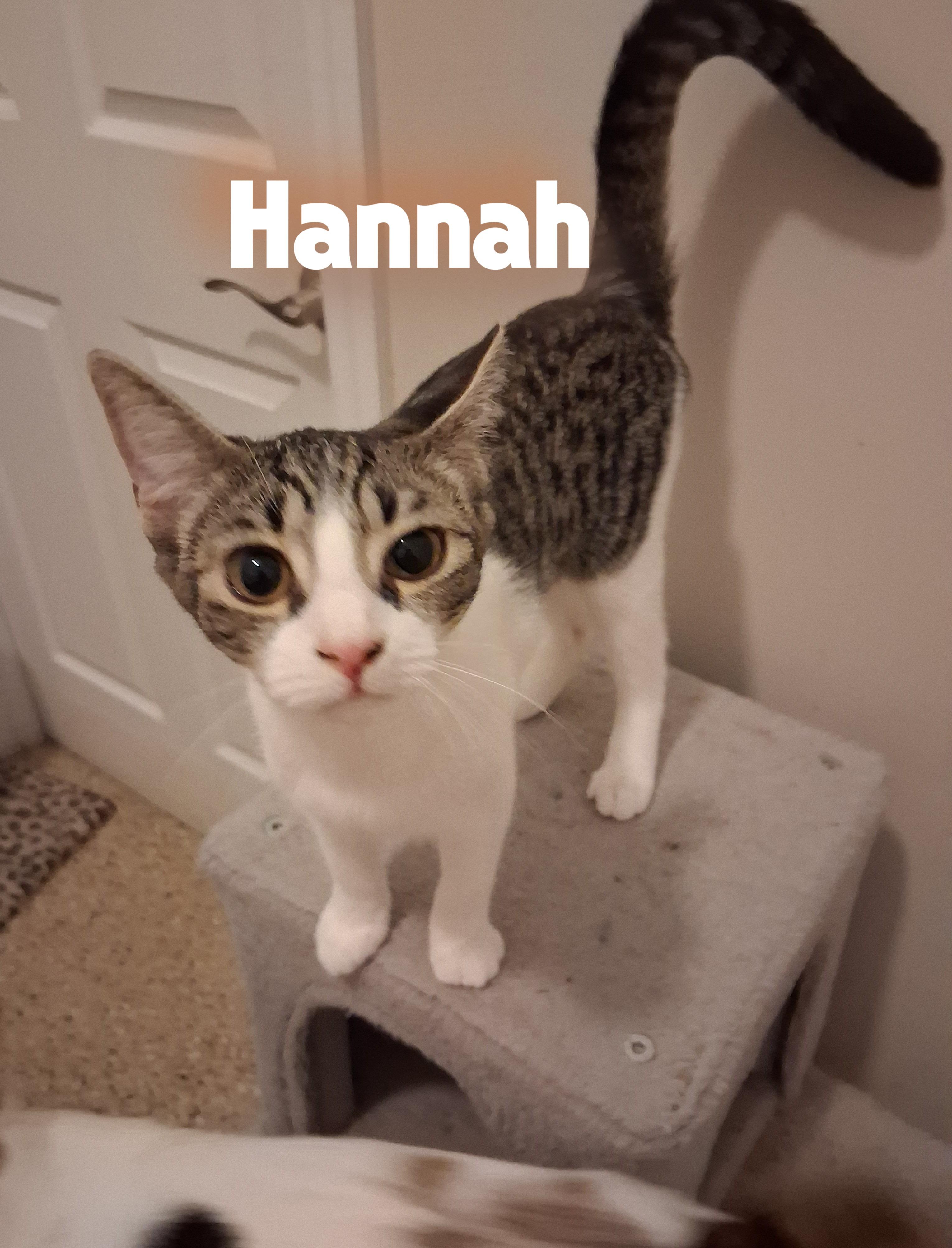 Hannah, Adoptable, Kitten Female Domestic Short Hair.
