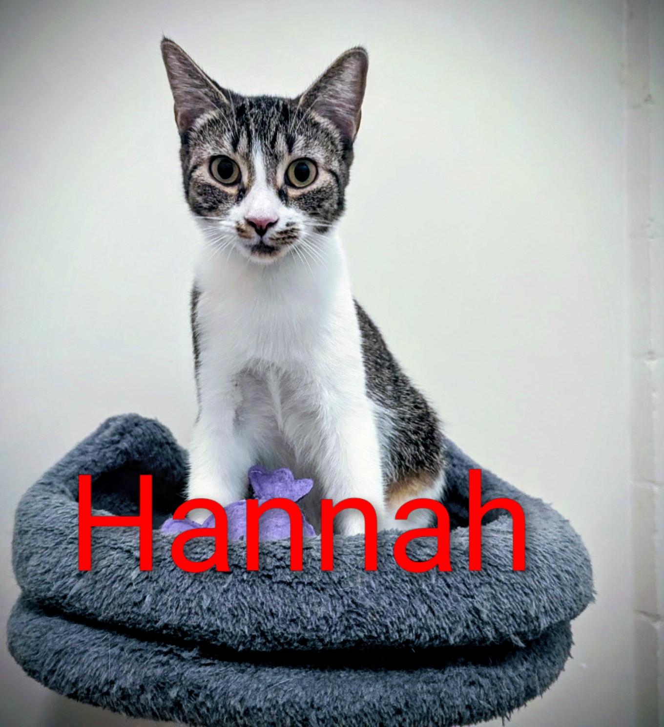 Enlarge Hannah, a Adoptable Domestic Short Hair in Fort Myers Beach, FL image 2/3