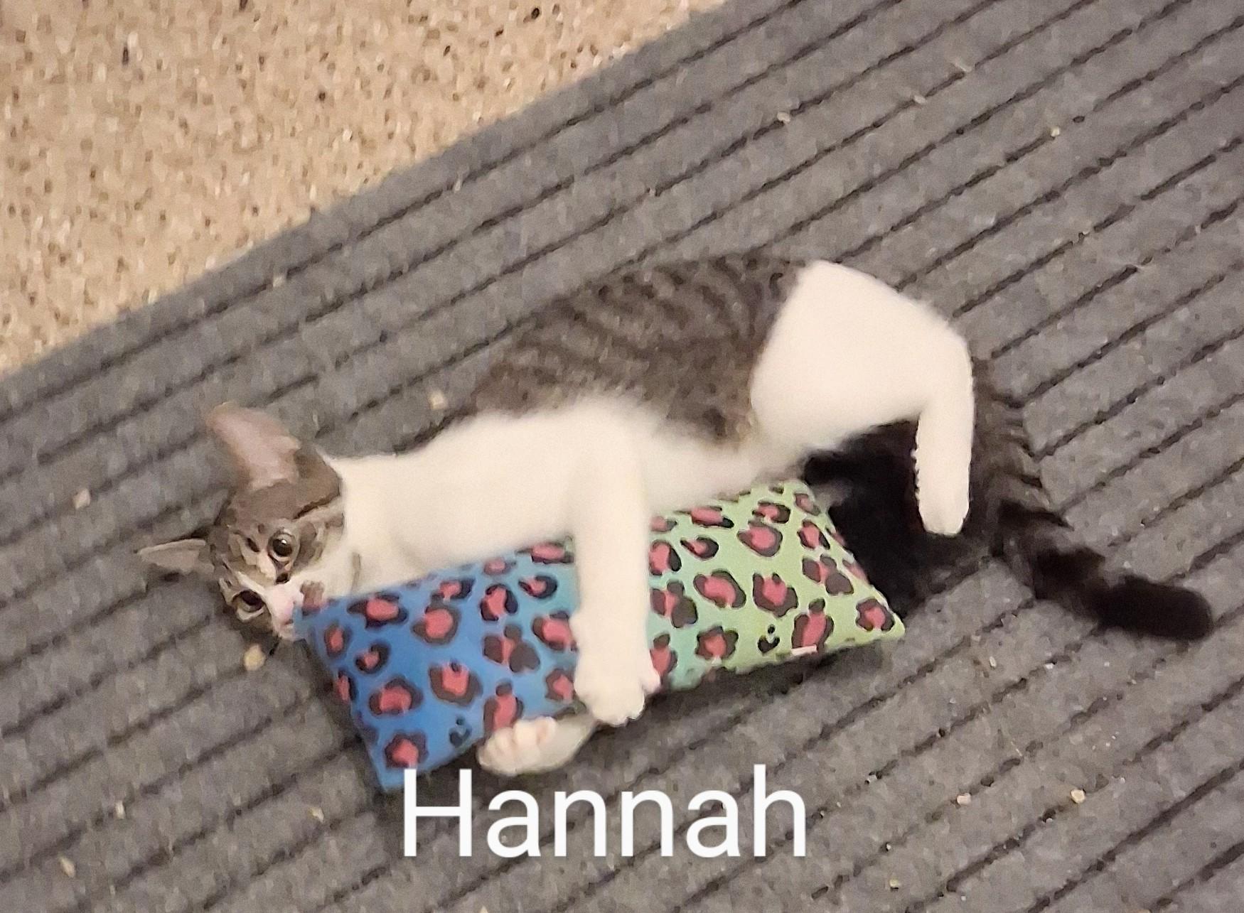 Enlarge Hannah, a Adoptable Domestic Short Hair in Fort Myers Beach, FL image 3/3