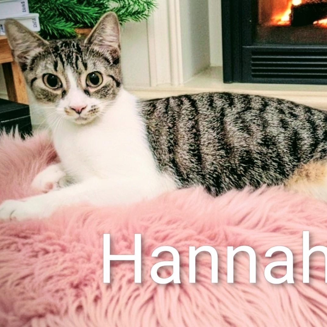 Hannah, Adoptable, Kitten Female Domestic Short Hair.