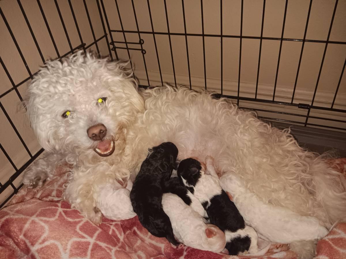 Ricotta , ADOPTABLE, Adult Female Maltipoo.