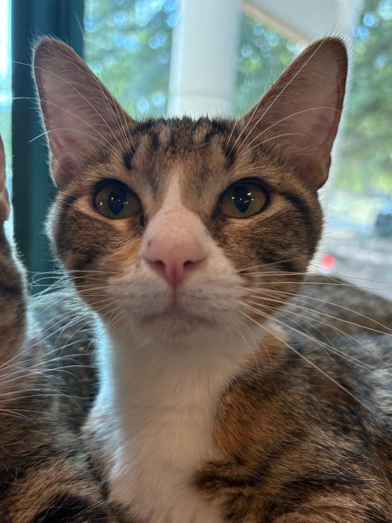 Sidney, Adoptable, Kitten Female Domestic Short Hair.