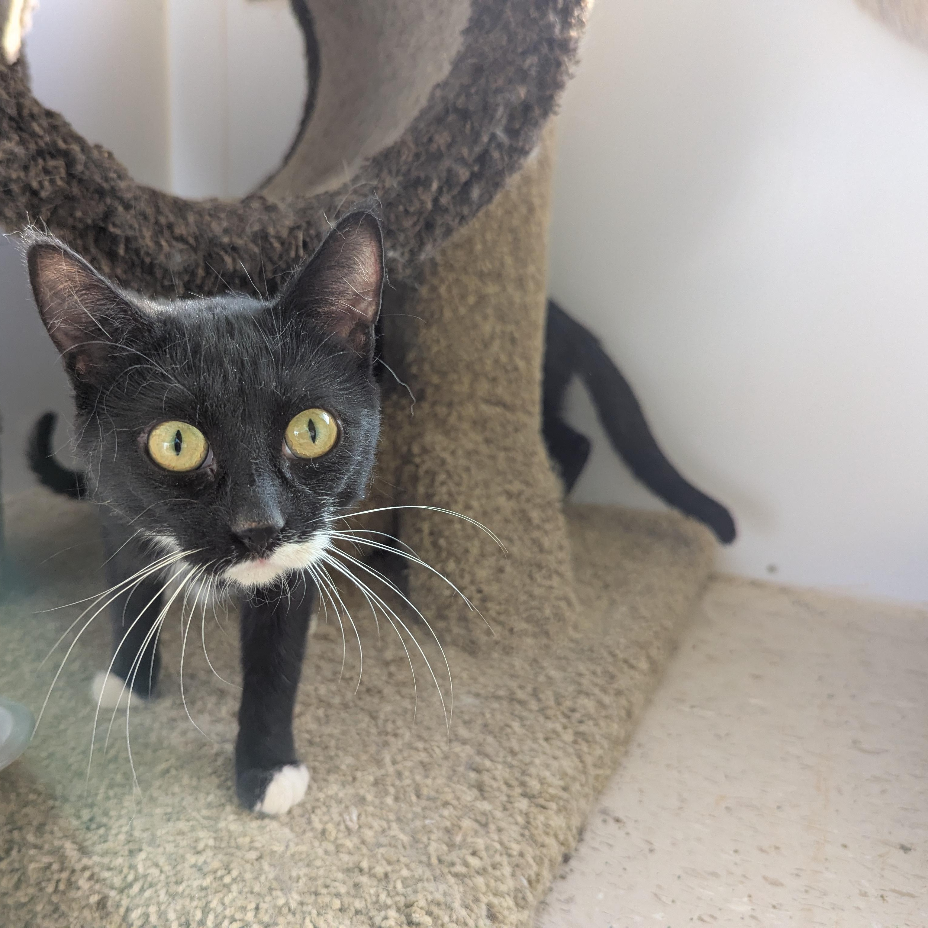 Enlarge Ashley, a ADOPTABLE Domestic Short Hair in Morden, MB image 1/3
