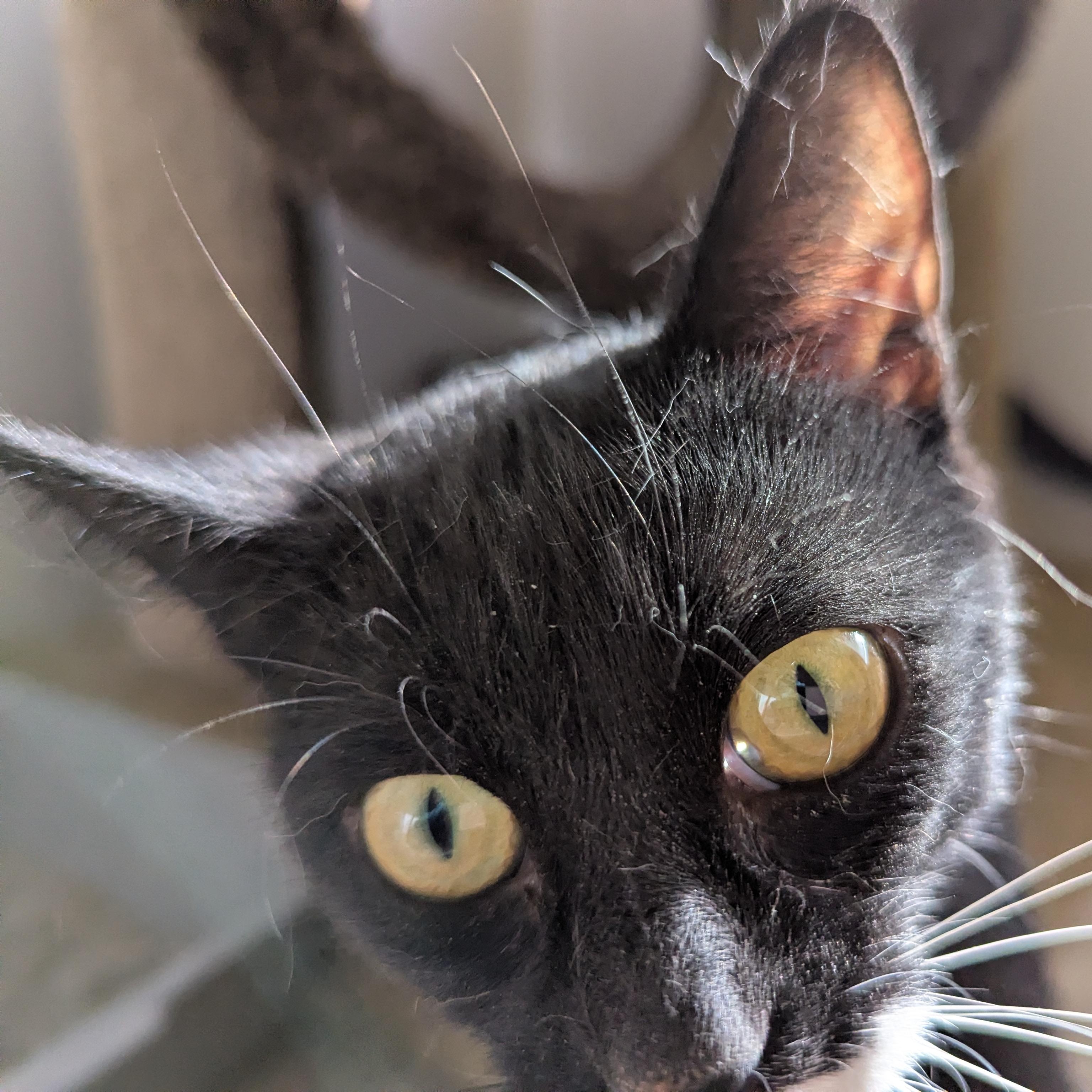 Enlarge Ashley, a ADOPTABLE Domestic Short Hair in Morden, MB image 3/3