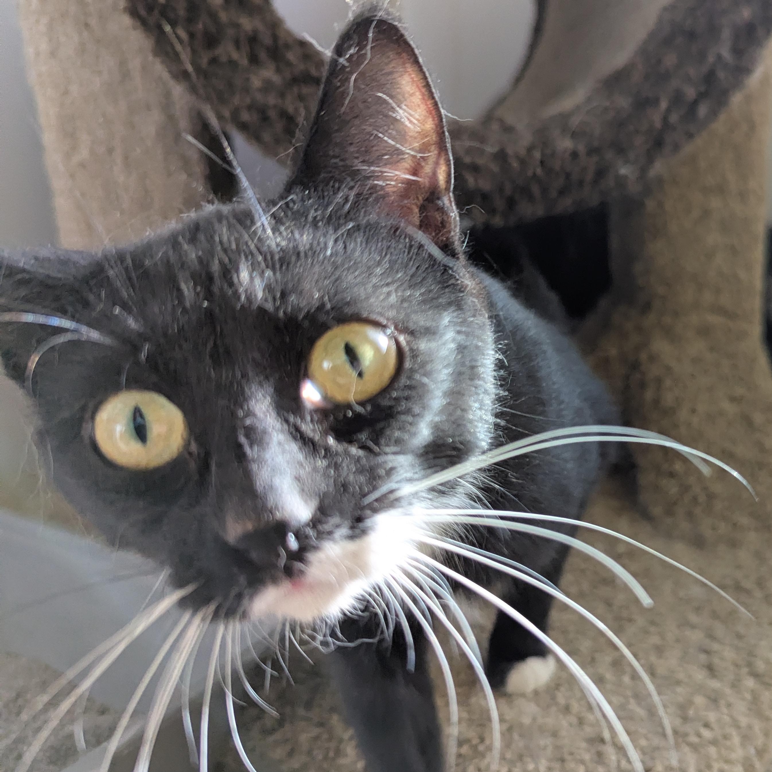 Enlarge Ashley, a ADOPTABLE Domestic Short Hair in Morden, MB image 2/3