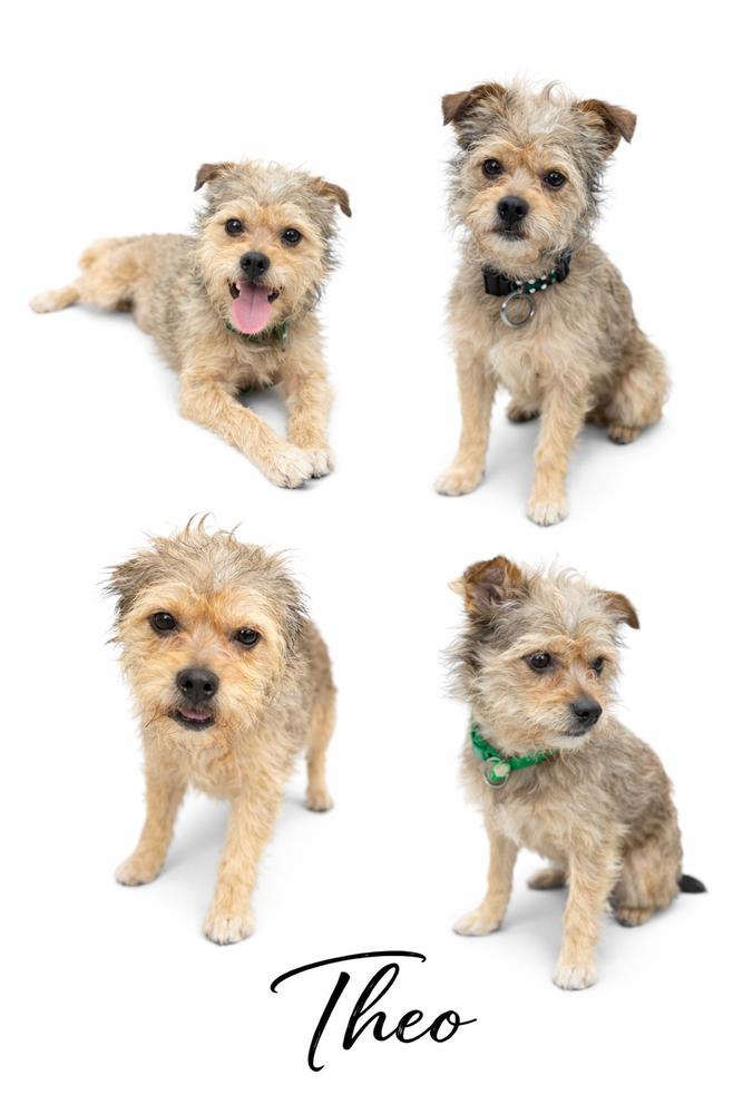 Enlarge Theo, a Adoptable Mixed Breed in SYLVANIA, GA image 3/4