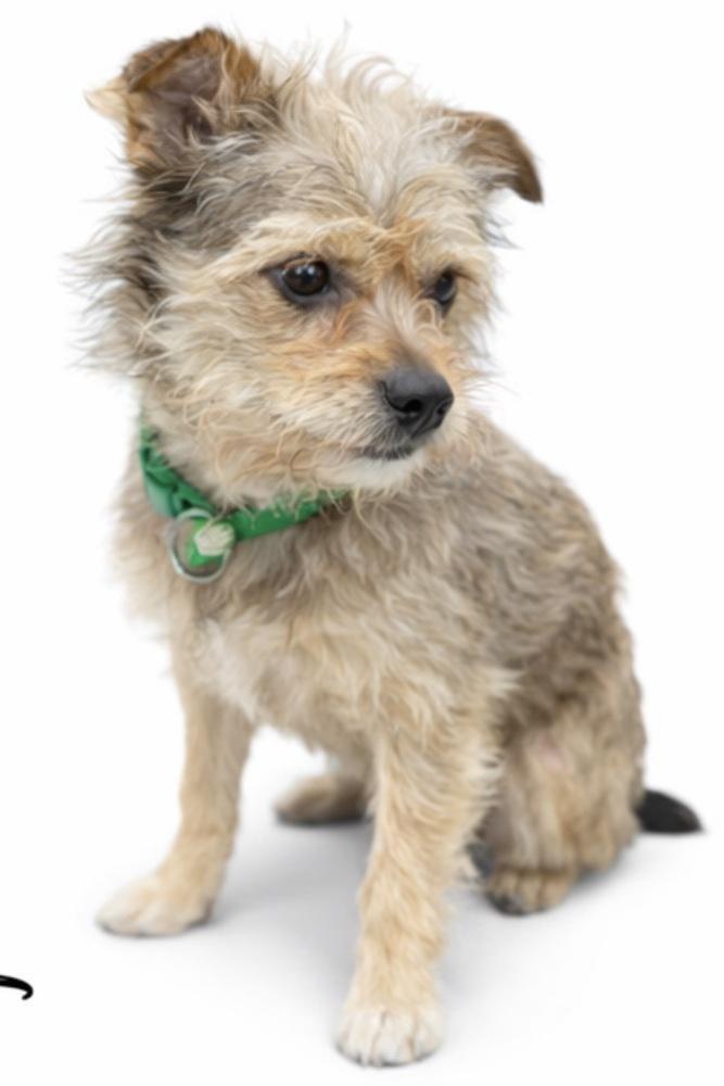 Enlarge Theo, a Adoptable Mixed Breed in SYLVANIA, GA image 2/4