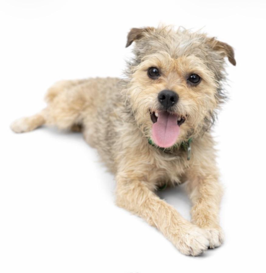 Enlarge Theo, a Adoptable Mixed Breed in SYLVANIA, GA image 4/4