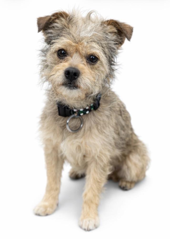 Enlarge Theo, a Adoptable Mixed Breed in SYLVANIA, GA image 1/4