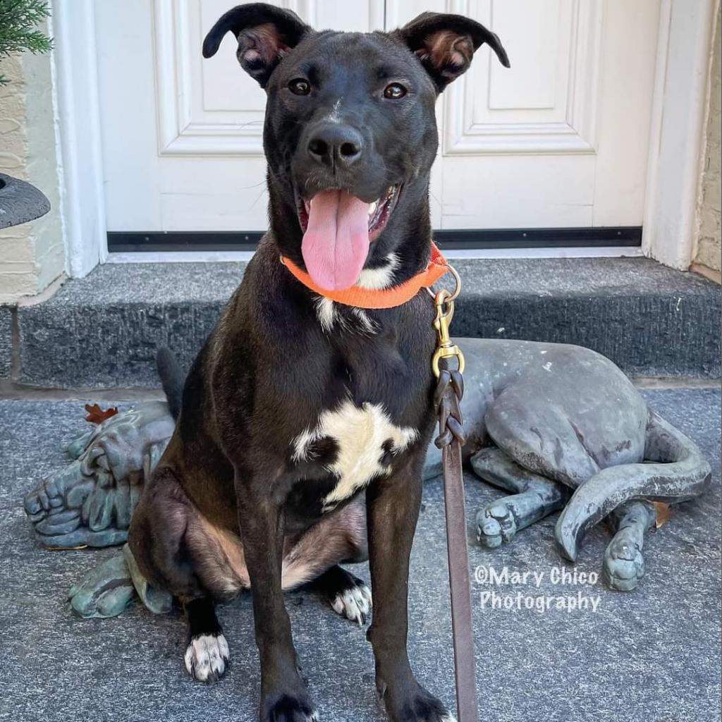 Enlarge Smokey Donut, a Adoptable Pit Bull Terrier in Baltimore, MD image 1/6