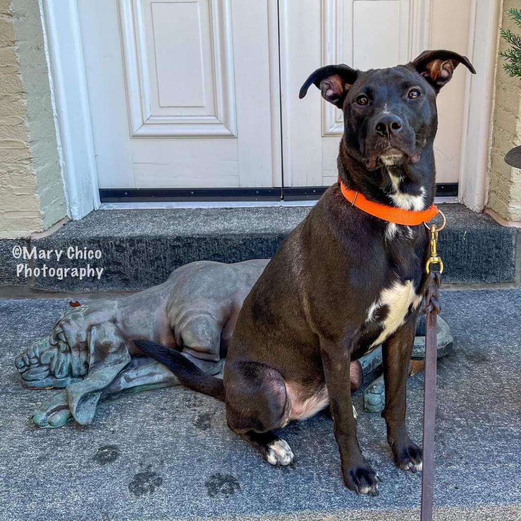 Enlarge Smokey Donut, a Adoptable Pit Bull Terrier in Baltimore, MD image 2/6