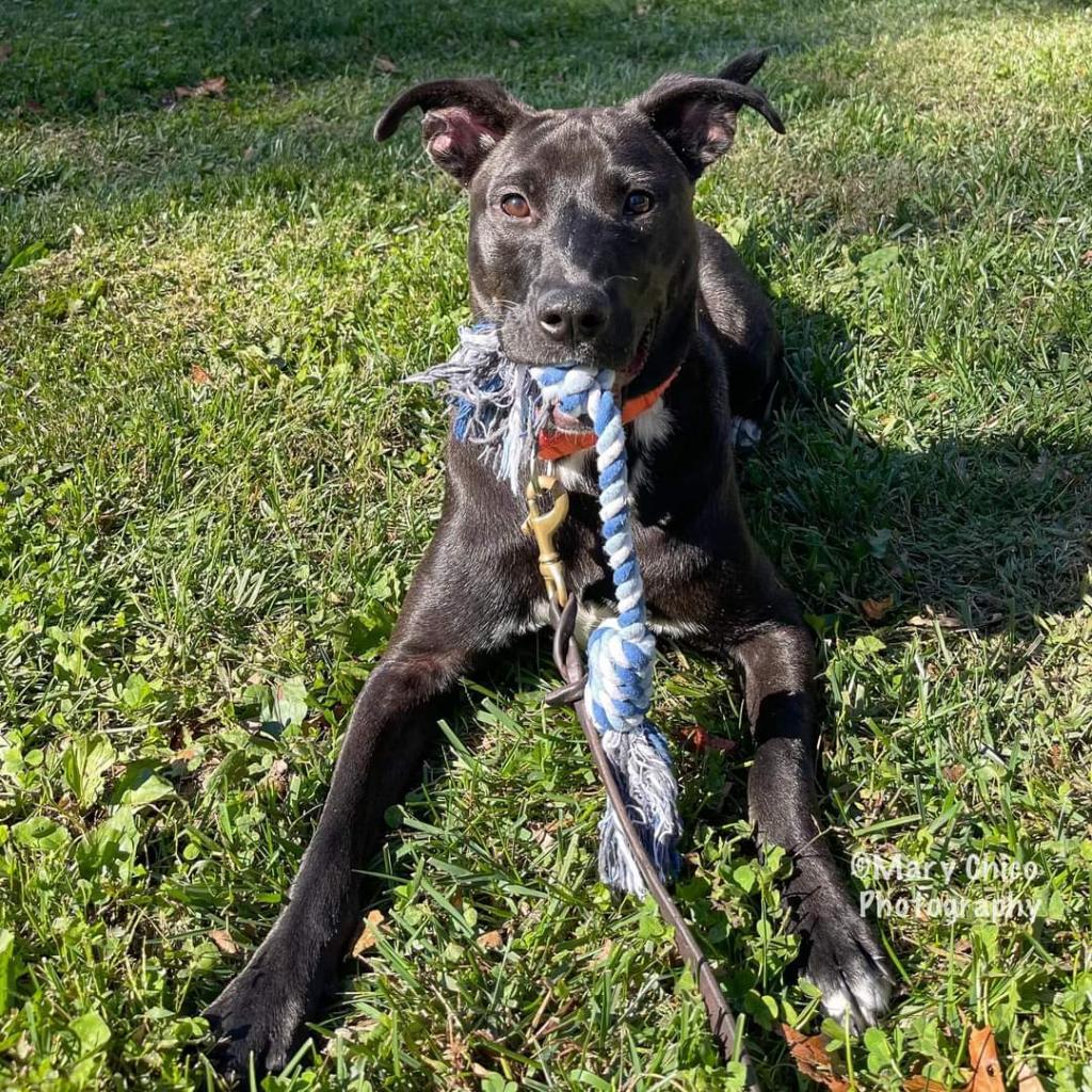 Enlarge Smokey Donut, a Adoptable Pit Bull Terrier in Baltimore, MD image 4/6