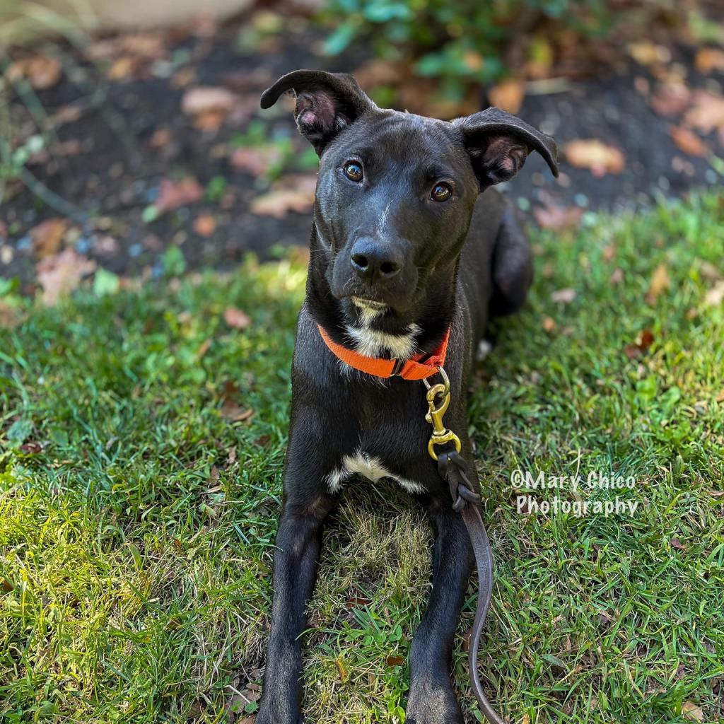 Enlarge Smokey Donut, a Adoptable Pit Bull Terrier in Baltimore, MD image 5/6