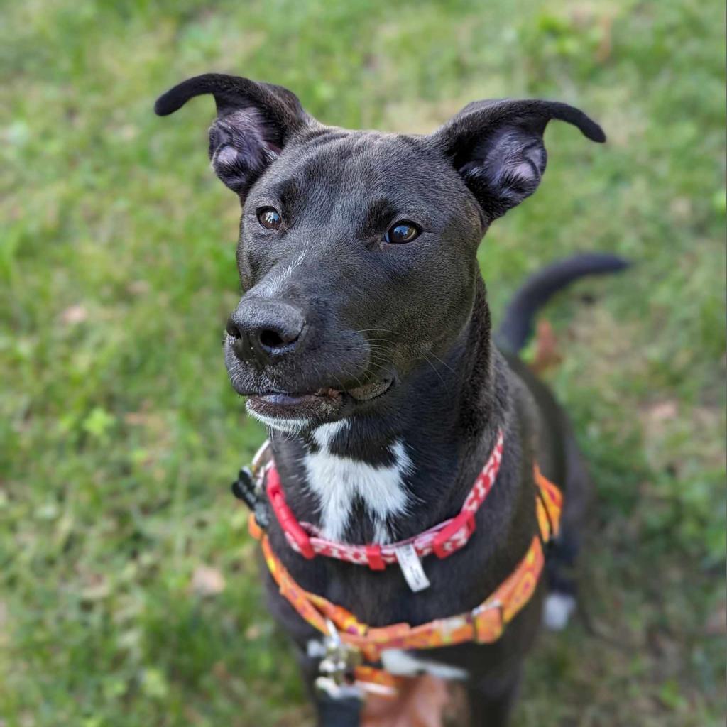 Enlarge Smokey Donut, a Adoptable Pit Bull Terrier in Baltimore, MD image 6/6