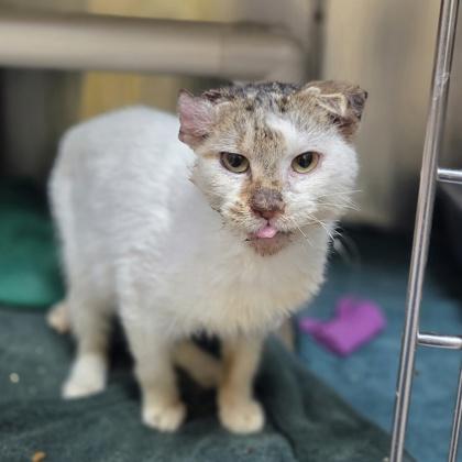 Bluie Louie, Adoptable, Adult Male Domestic Short Hair & Domestic Short Hair.
