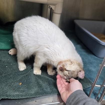 Enlarge Bluie Louie, a Adoptable mixed breed in Westland, MI image 2/3