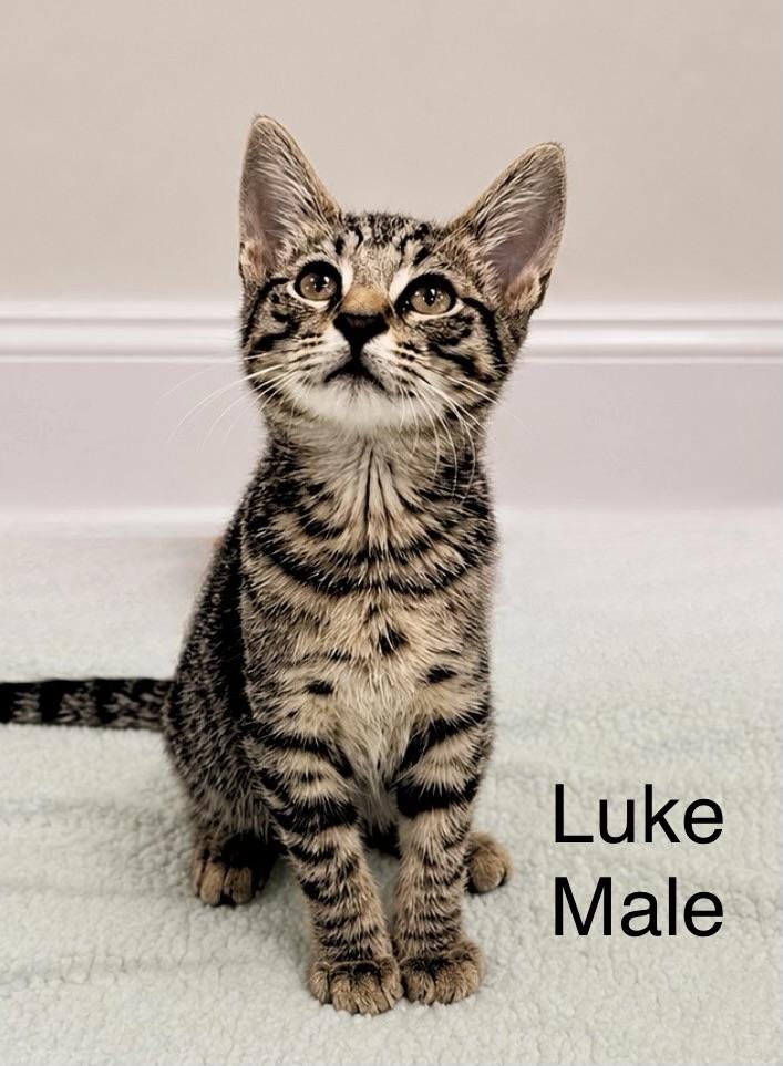 Enlarge Luke, a ADOPTABLE Tabby in Oakley, CA image 1/1