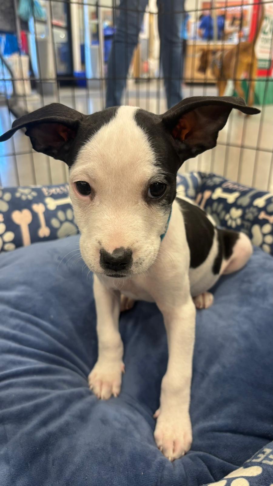 Enlarge Caspian, a ADOPTABLE mixed breed in Warren, NJ image 4/4