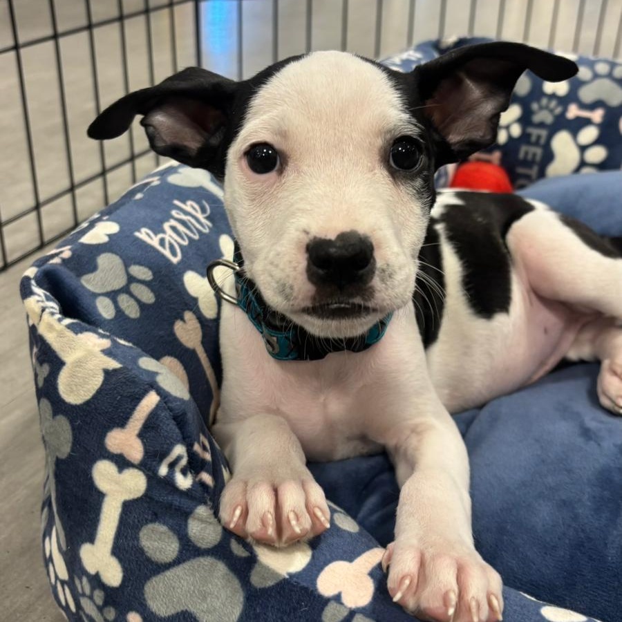 Enlarge Caspian, a ADOPTABLE mixed breed in Warren, NJ image 1/4