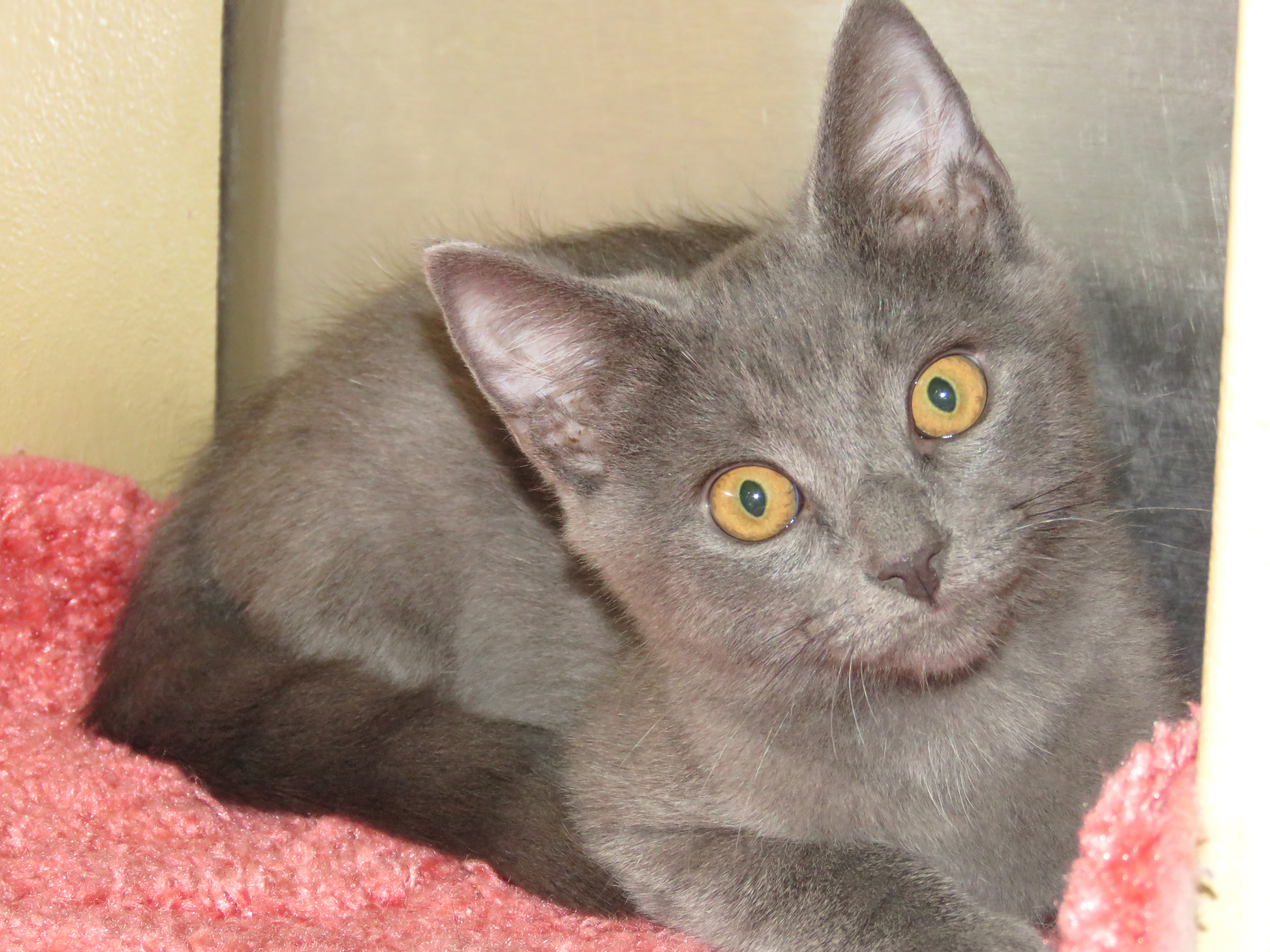 Kittens at Midlothian PetSmart store, a Adoptable Domestic Short Hair in Richmond, VA image 2/10