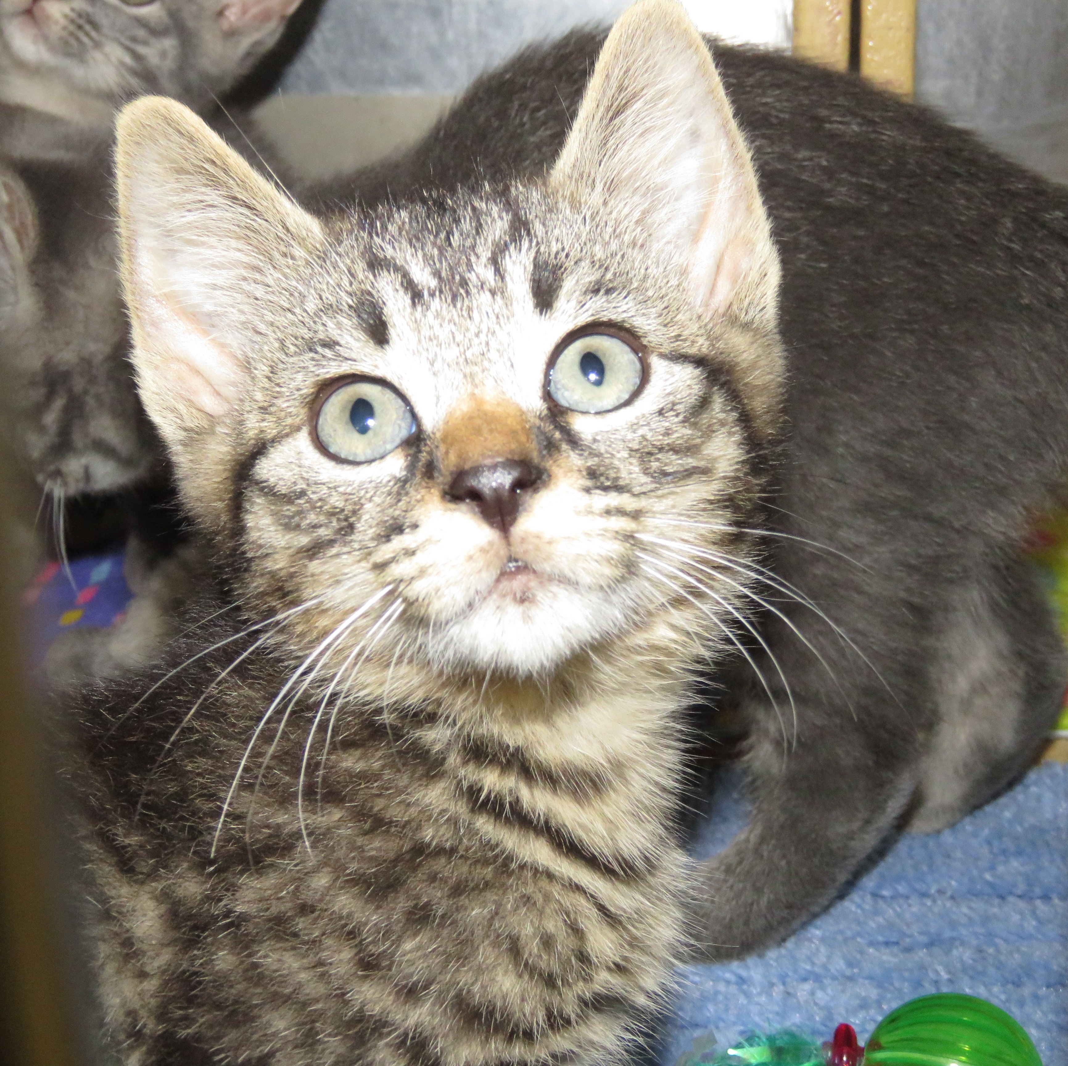 Kittens at Midlothian PetSmart store, a Adoptable Domestic Short Hair in Richmond, VA image 3/10