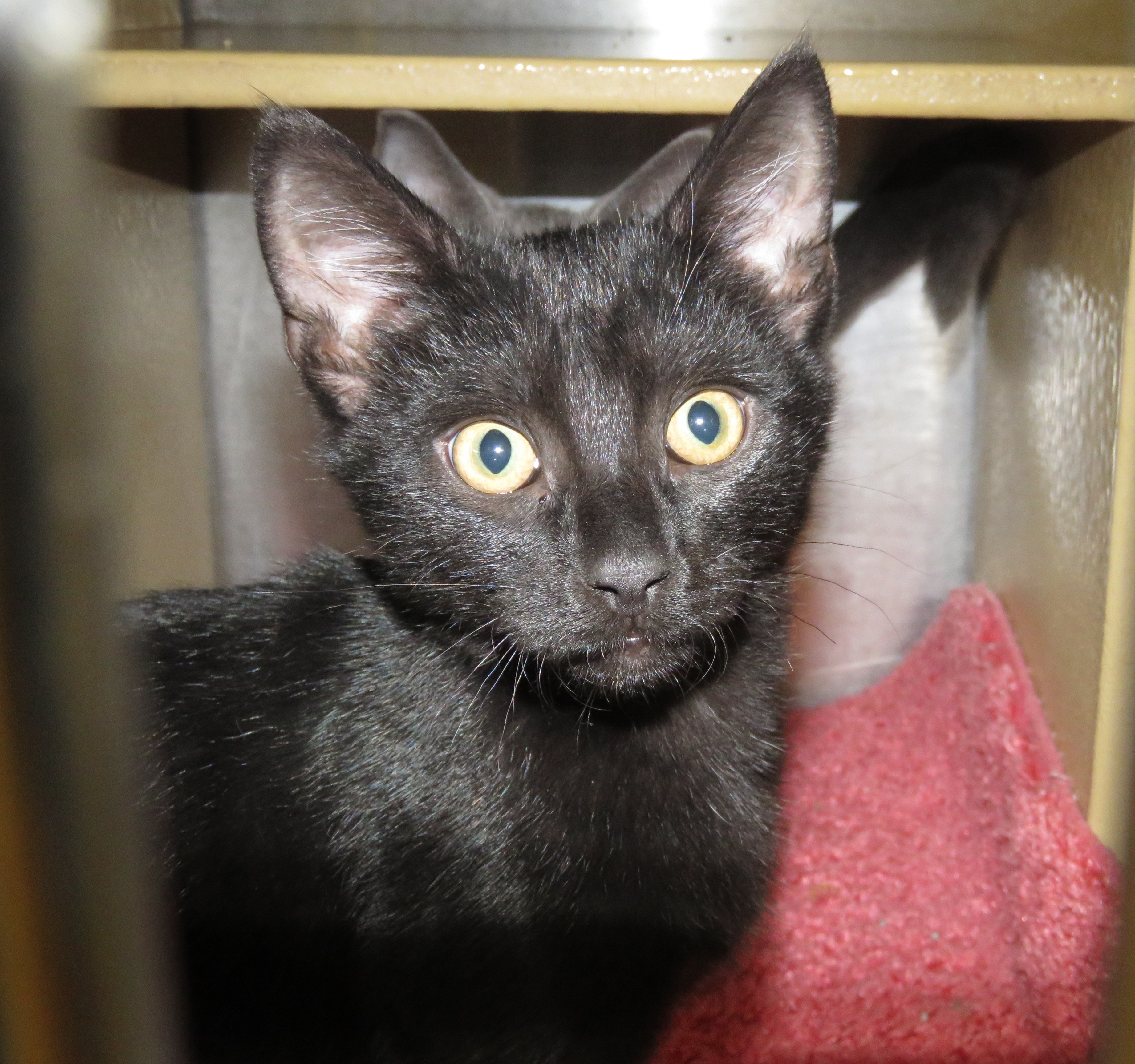 Kittens at Midlothian PetSmart store, a Adoptable Domestic Short Hair in Richmond, VA image 5/10