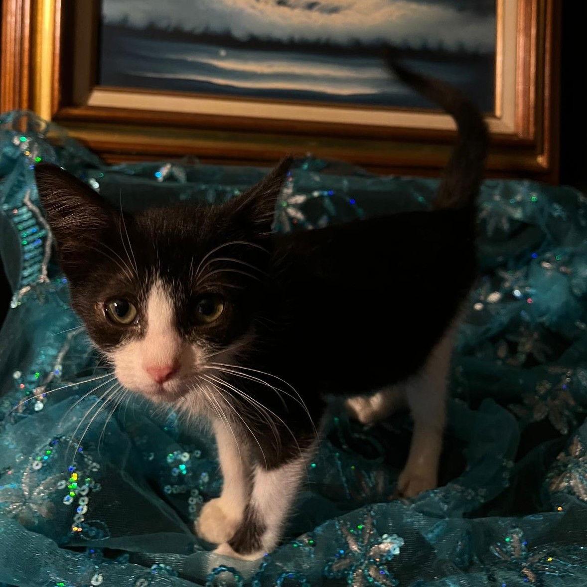 Gumdrop (& Lucky), Adoptable, Young Male Domestic Short Hair.
