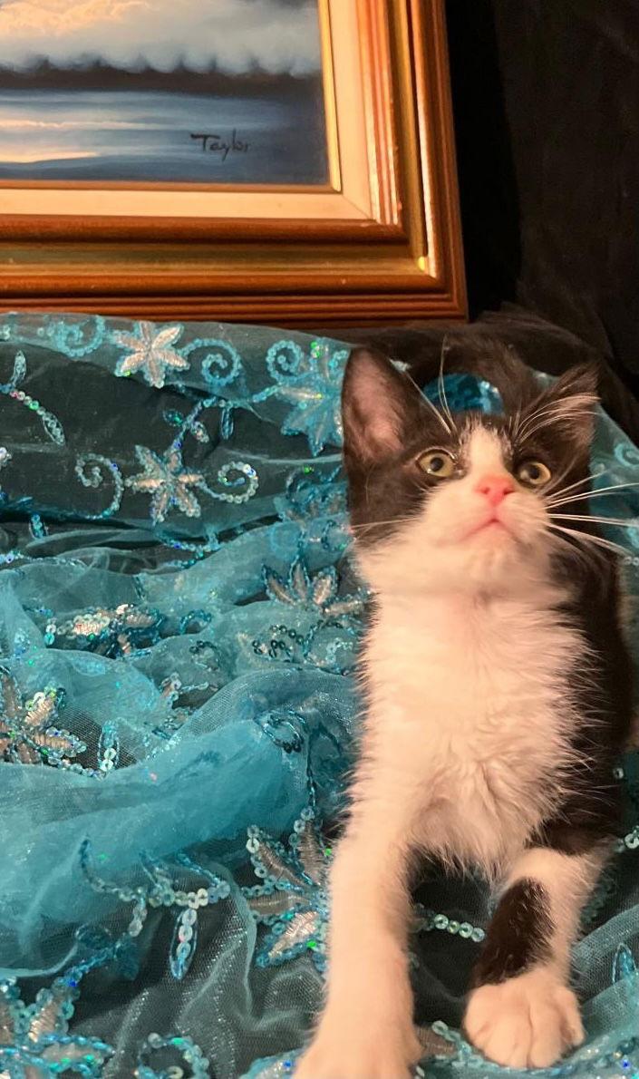 Gumdrop (& Lucky), Adoptable, Young Male Domestic Short Hair.