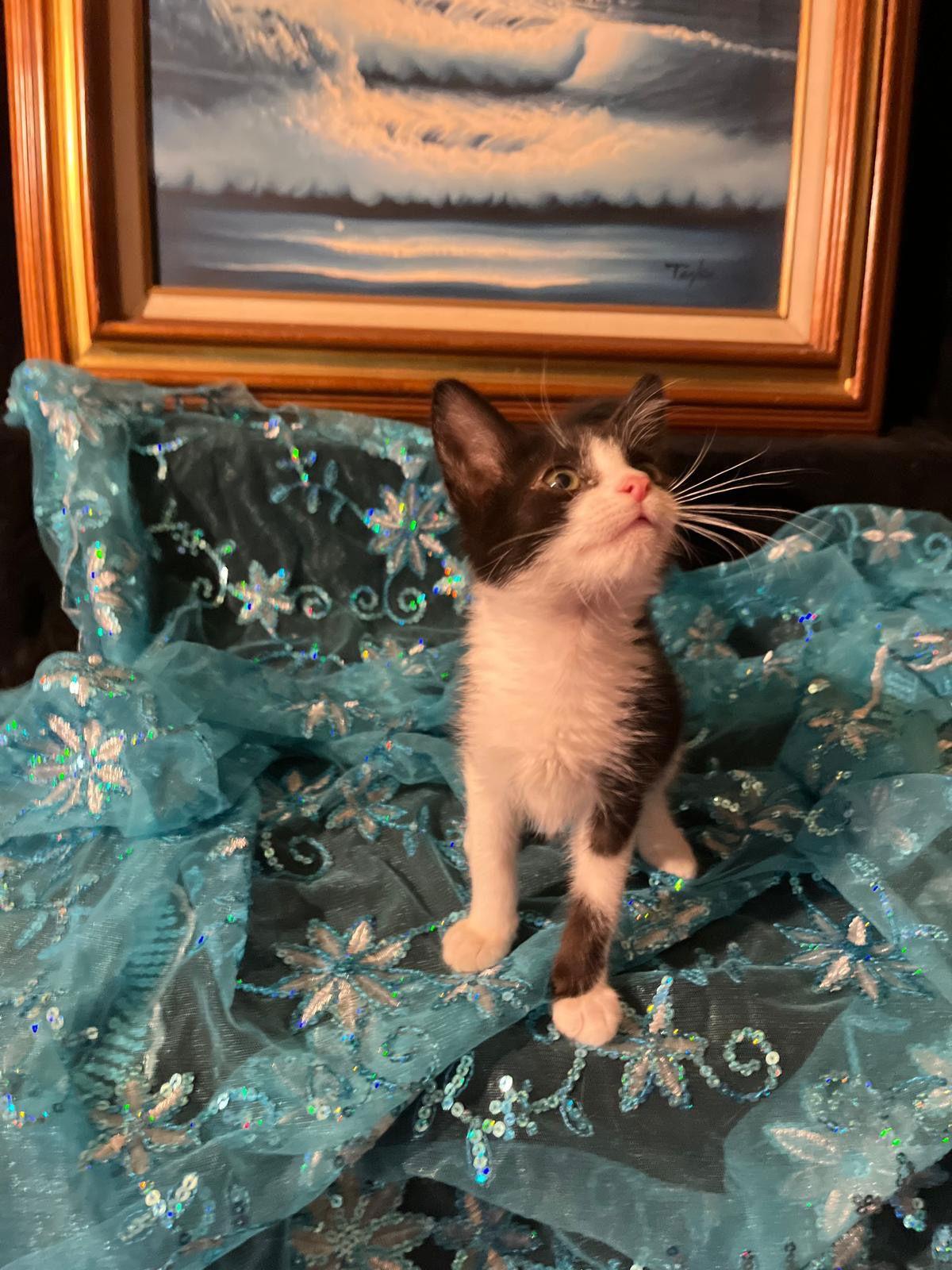 Enlarge Gumdrop (& Lucky), a Adoptable Domestic Short Hair in Castro Valley, CA image 3/3