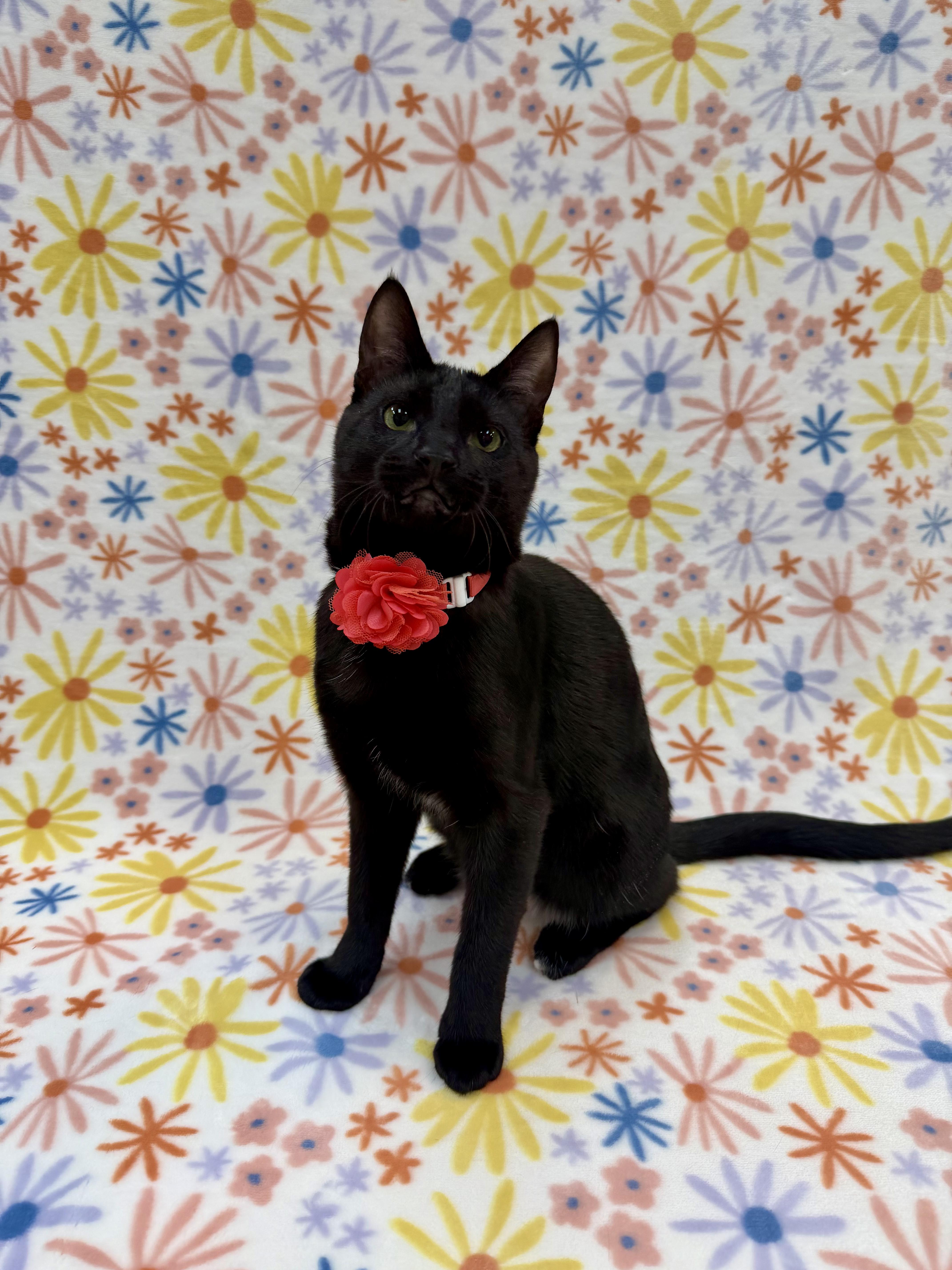Enlarge Sashimi, a Adoptable Domestic Short Hair in Columbus, OH image 5/6