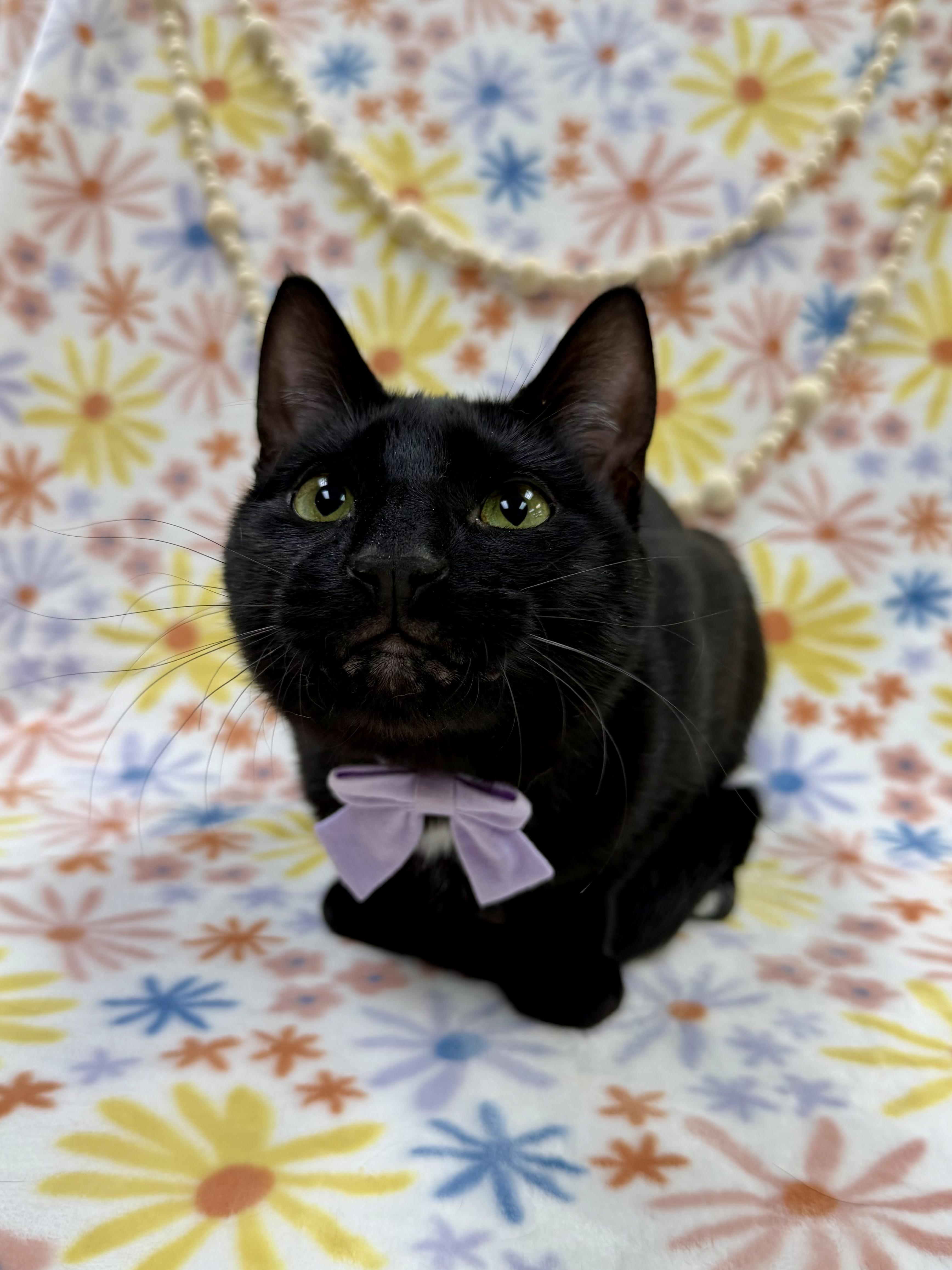 Enlarge Sashimi, a Adoptable Domestic Short Hair in Columbus, OH image 2/6