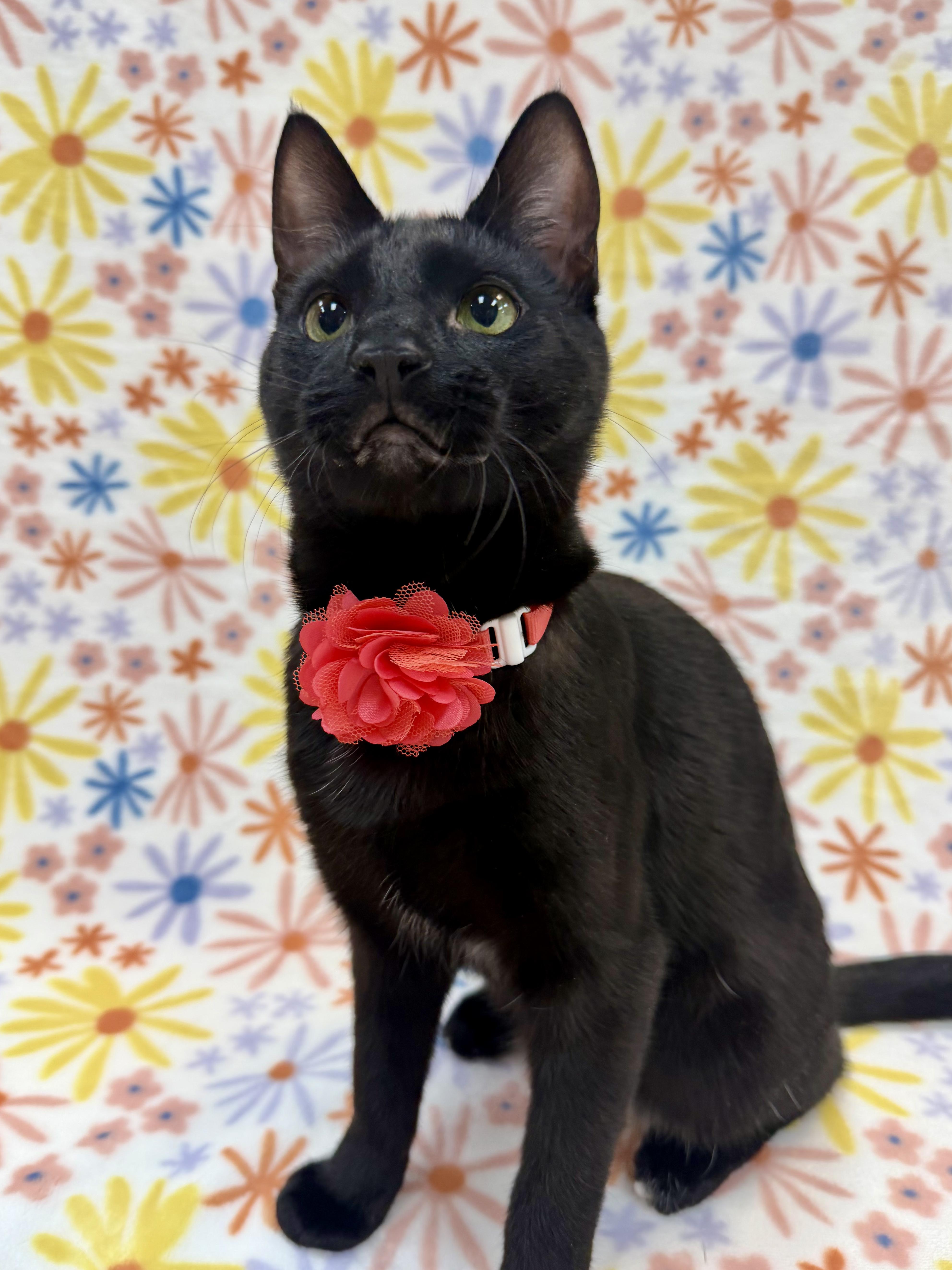 Enlarge Sashimi, a Adoptable Domestic Short Hair in Columbus, OH image 3/6
