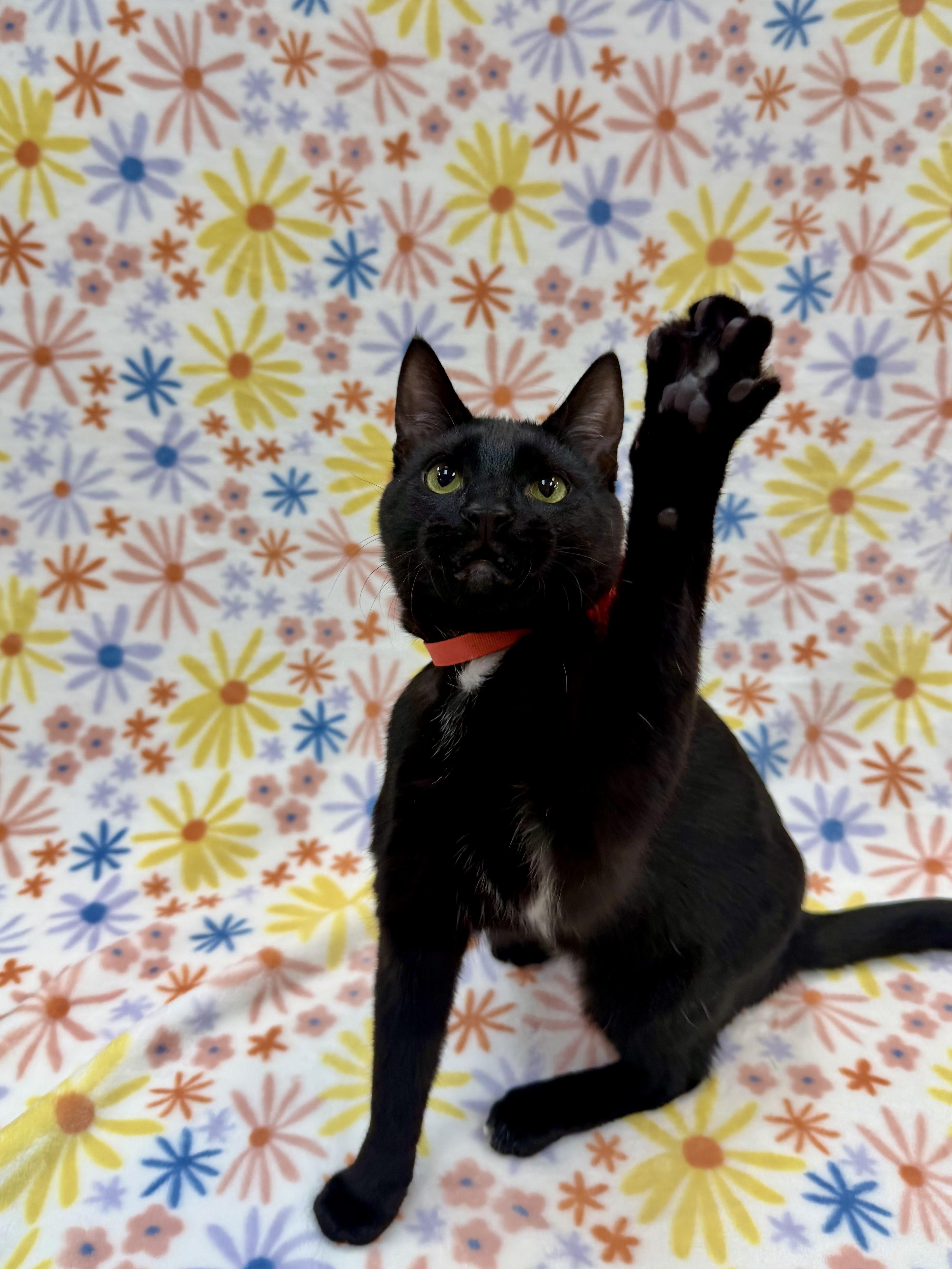 Enlarge Sashimi, a Adoptable Domestic Short Hair in Columbus, OH image 1/6