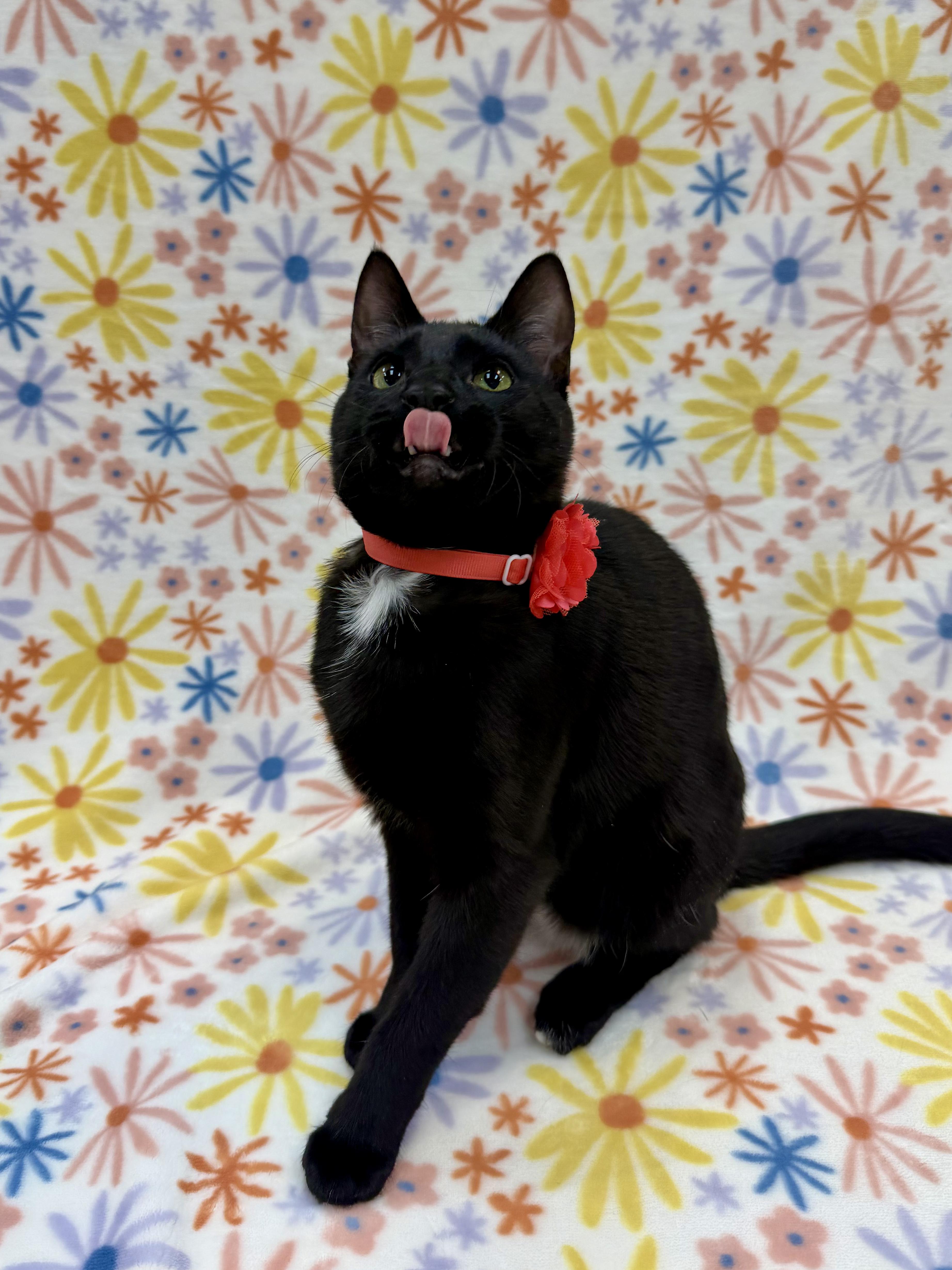 Enlarge Sashimi, a Adoptable Domestic Short Hair in Columbus, OH image 2/6