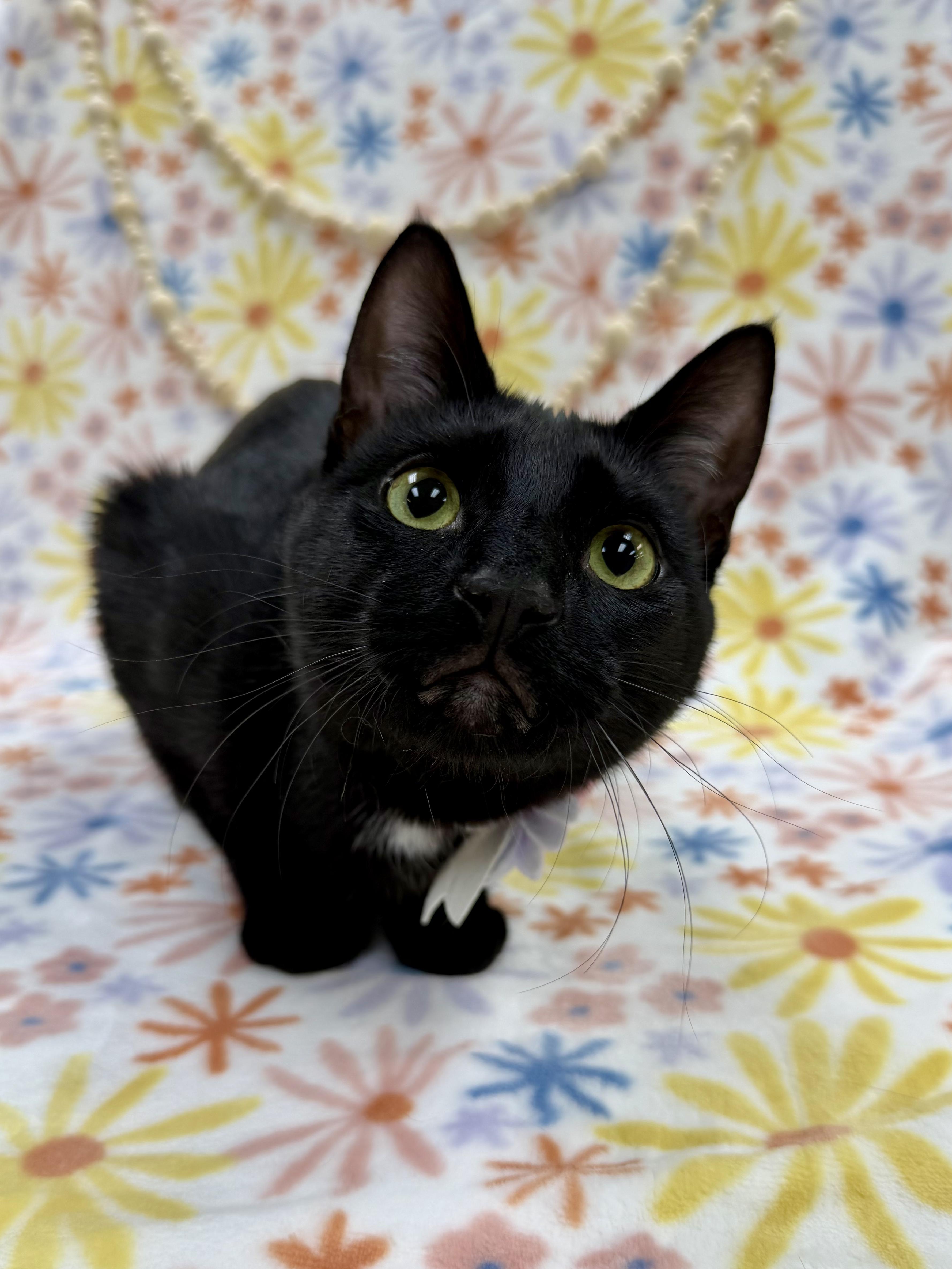 Sashimi, Adoptable, Young Female Domestic Short Hair.