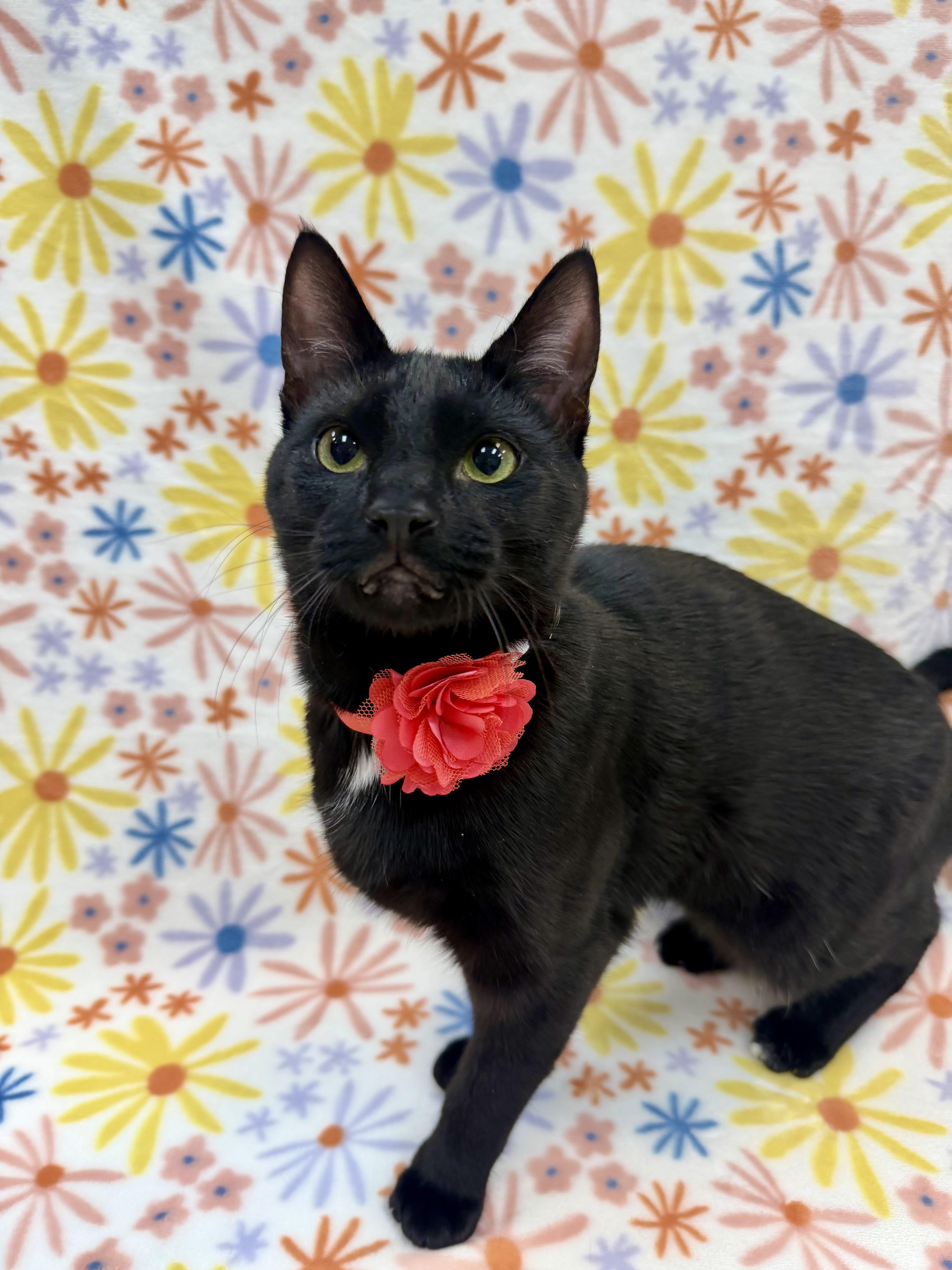 Enlarge Sashimi, a Adoptable Domestic Short Hair in Columbus, OH image 4/6