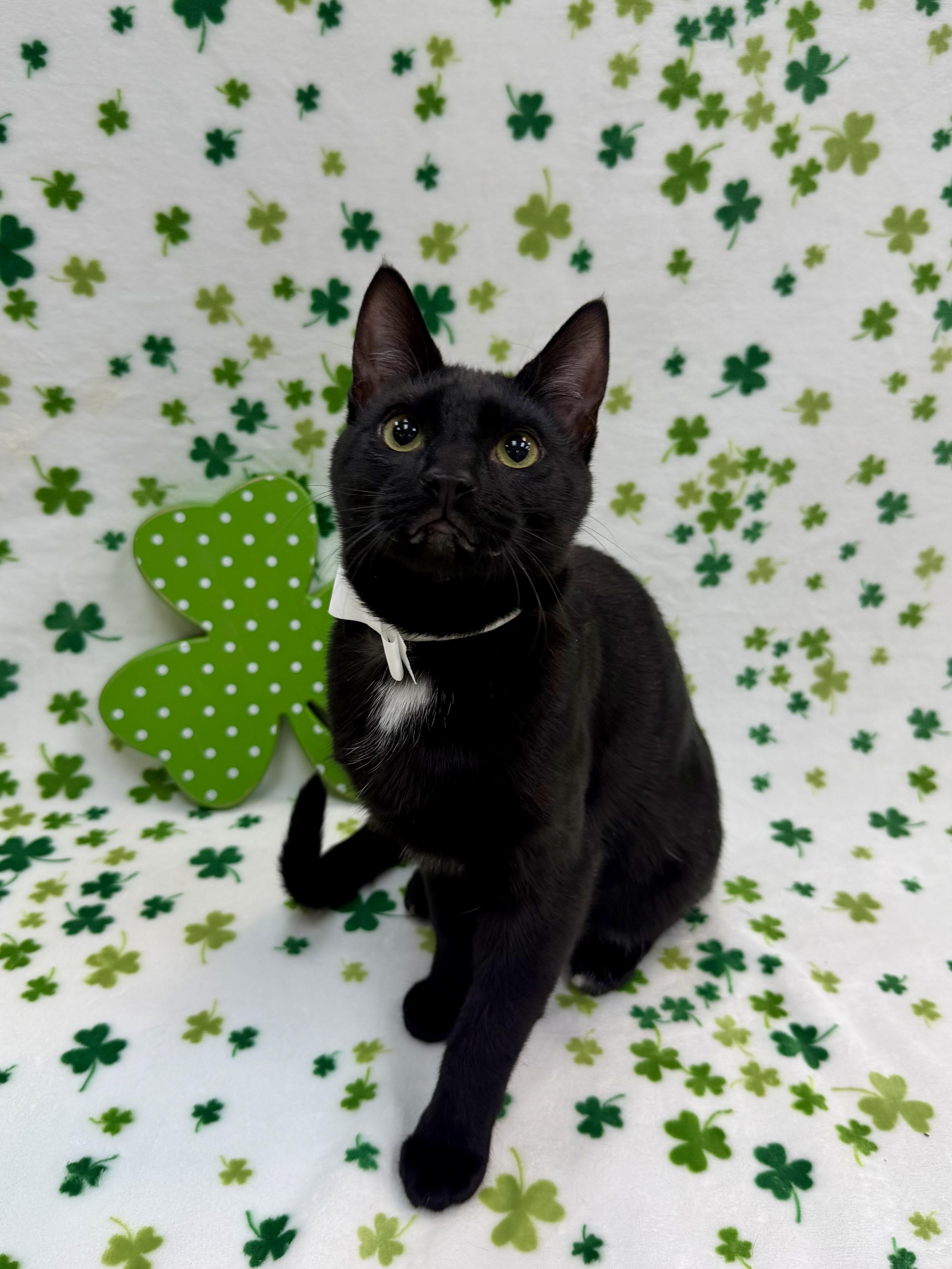 Enlarge Sashimi, a Adoptable Domestic Short Hair in Columbus, OH image 6/6