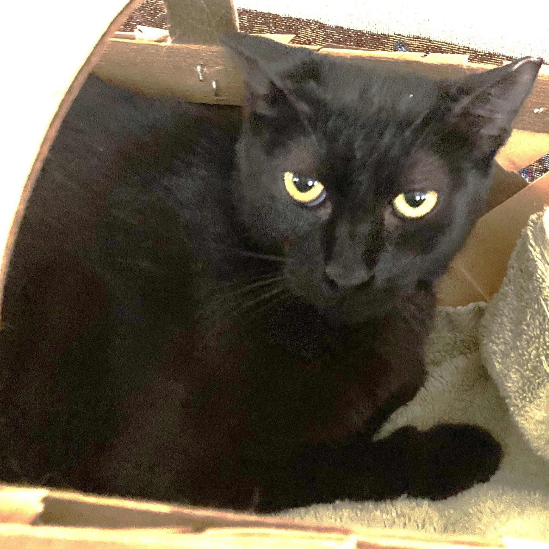 Enlarge Bella, a Adoptable Domestic Short Hair in Beaufort, SC image 1/2