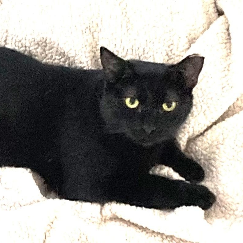 Enlarge Bella, a Adoptable Domestic Short Hair in Beaufort, SC image 2/2