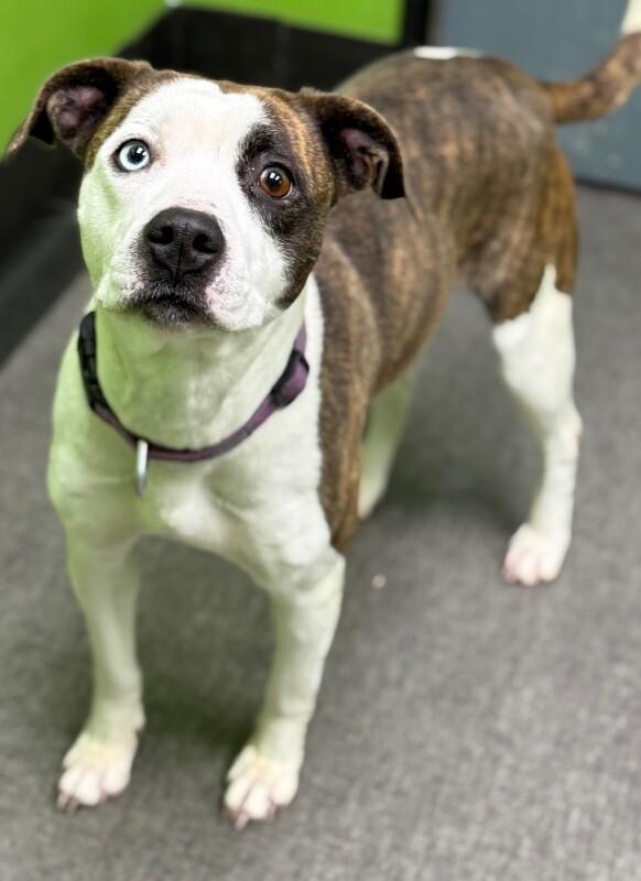 Veda, Adoptable, Adult Female Mixed Breed.